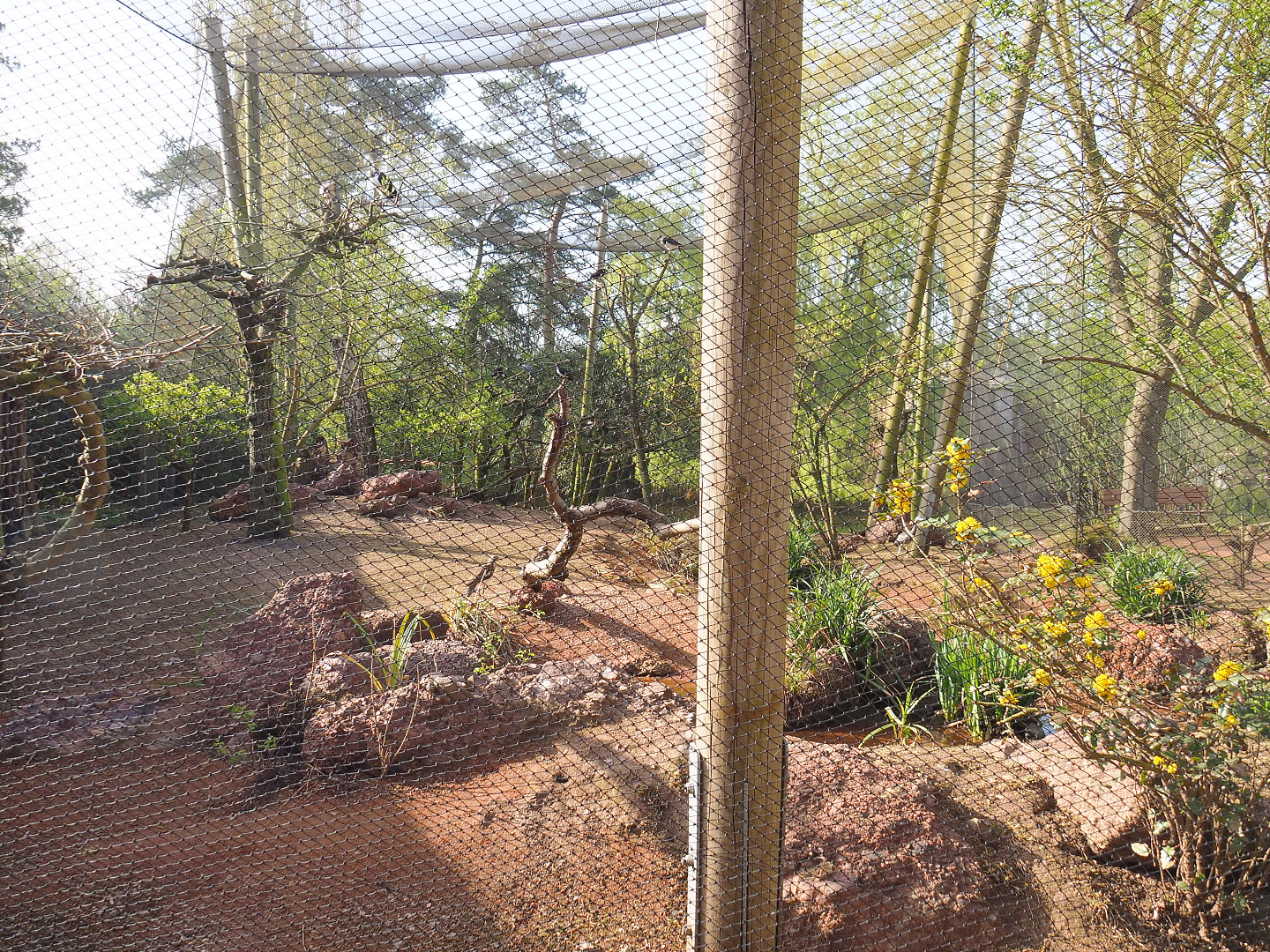 Australian waterfront aviary, 2022-04-12