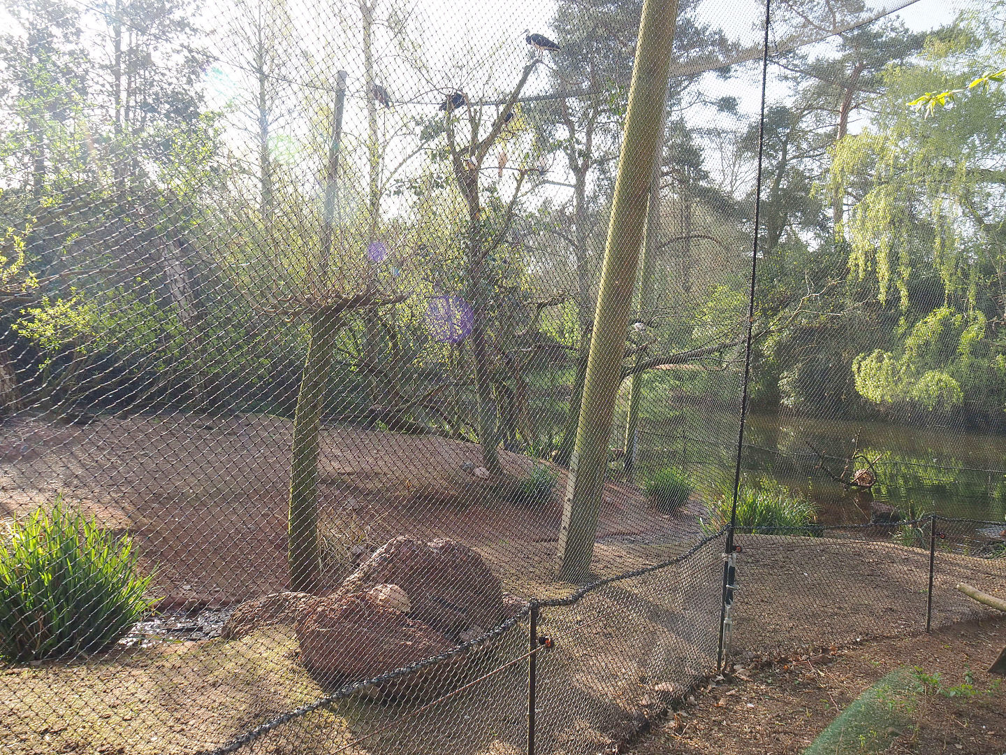 Australian waterfront aviary, 2022-04-12