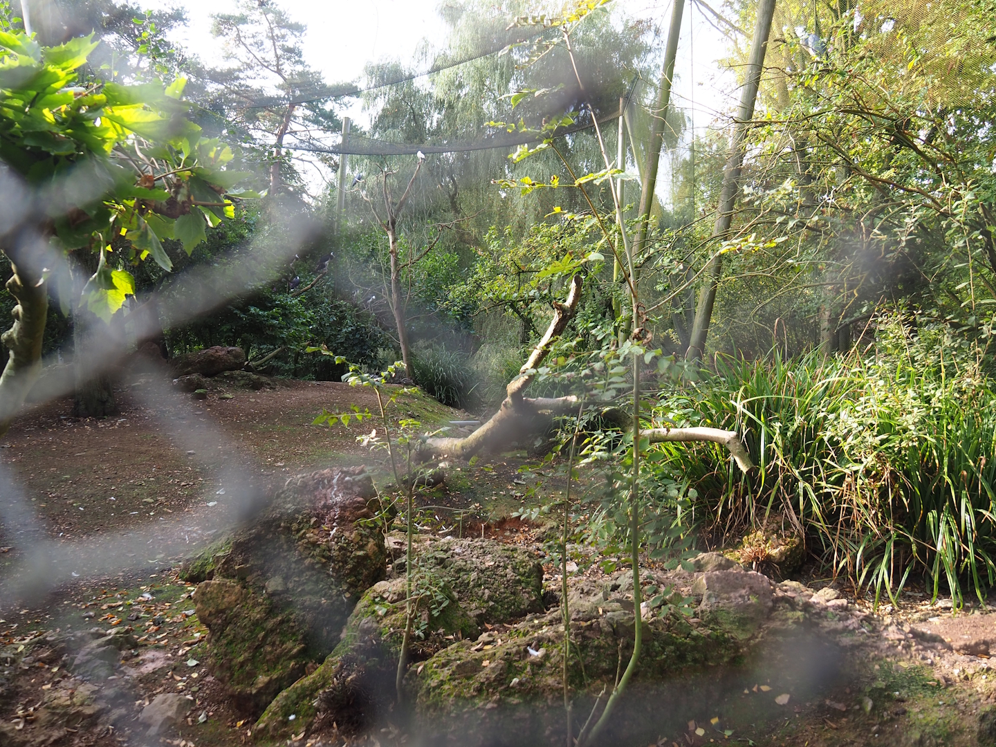 Australian waterfront aviary, 2023-10-04