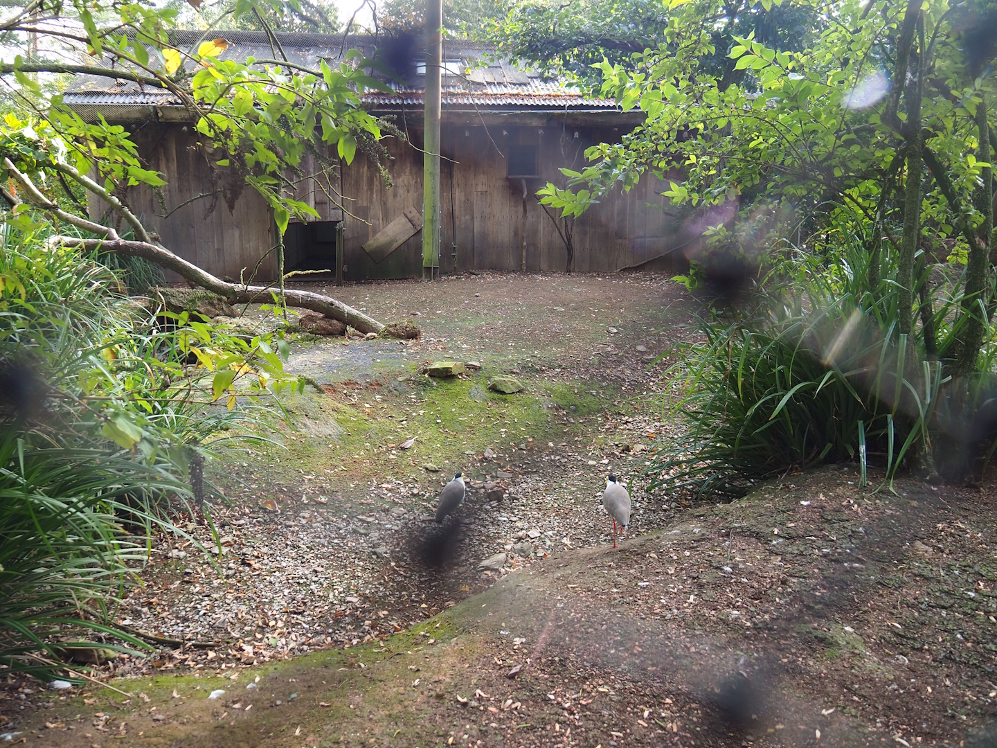 Australian waterfront aviary, 2023-10-04