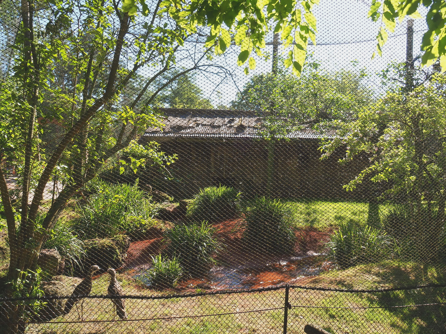 Australian waterfront aviary, with creek bed newly redone with red gravel, 2021-06-01