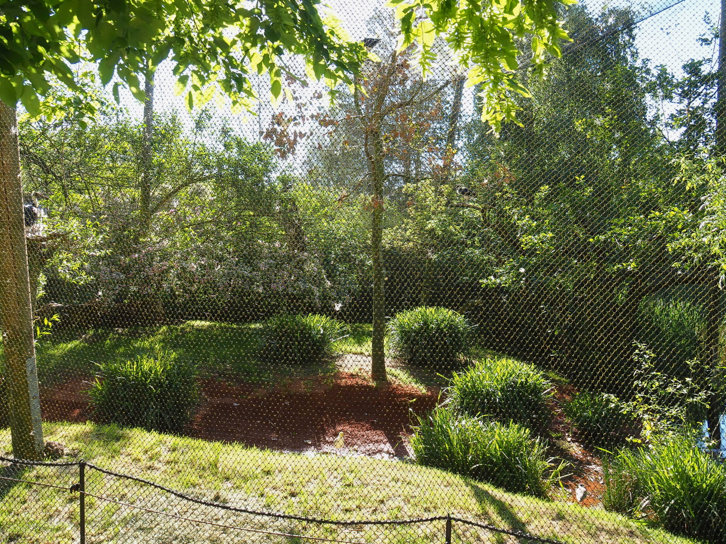 Australian waterfront aviary, with creek bed newly redone with red gravel, 2021-06-01