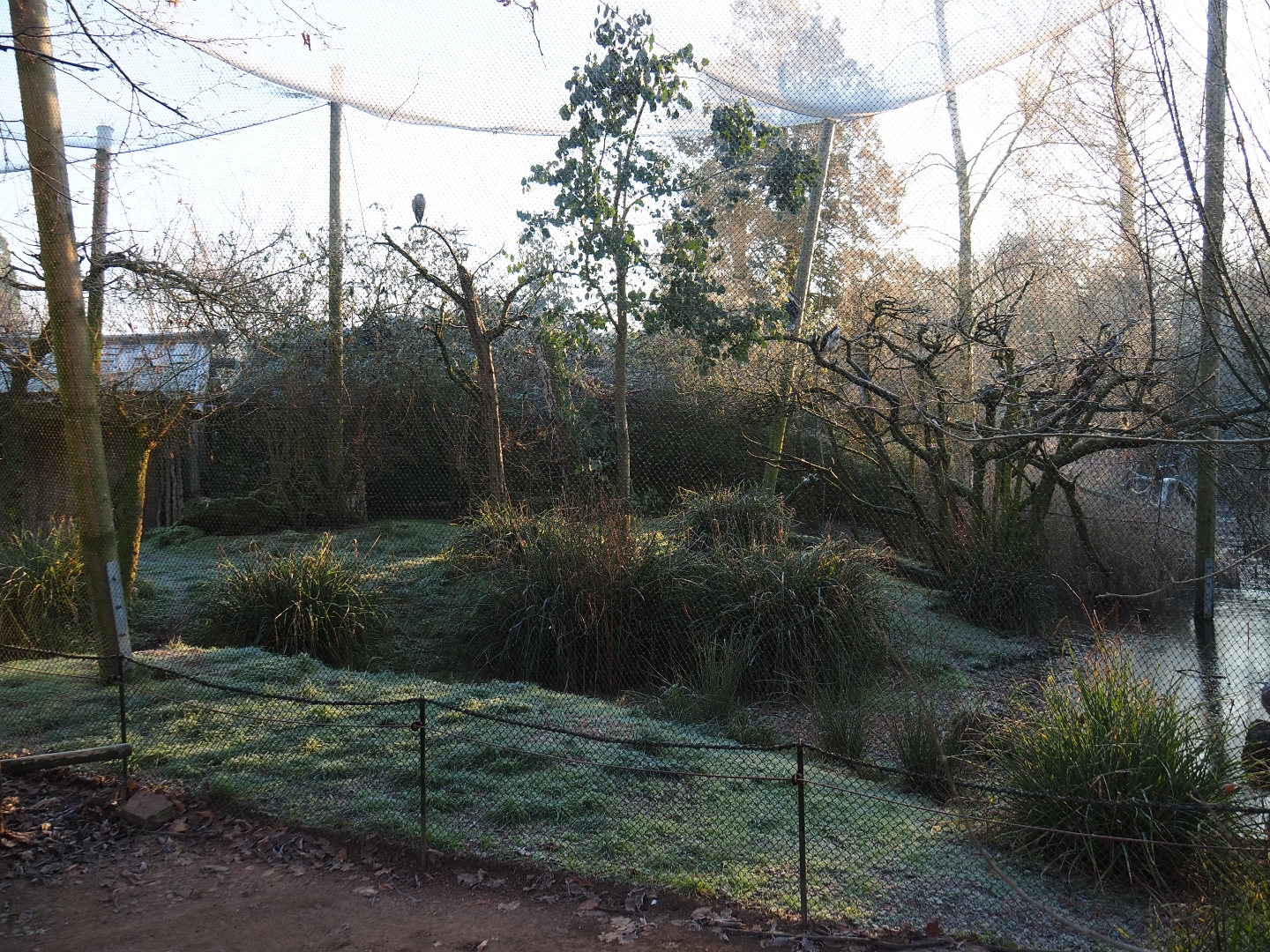 Australian waterside aviary (Jan 20th, 2019)