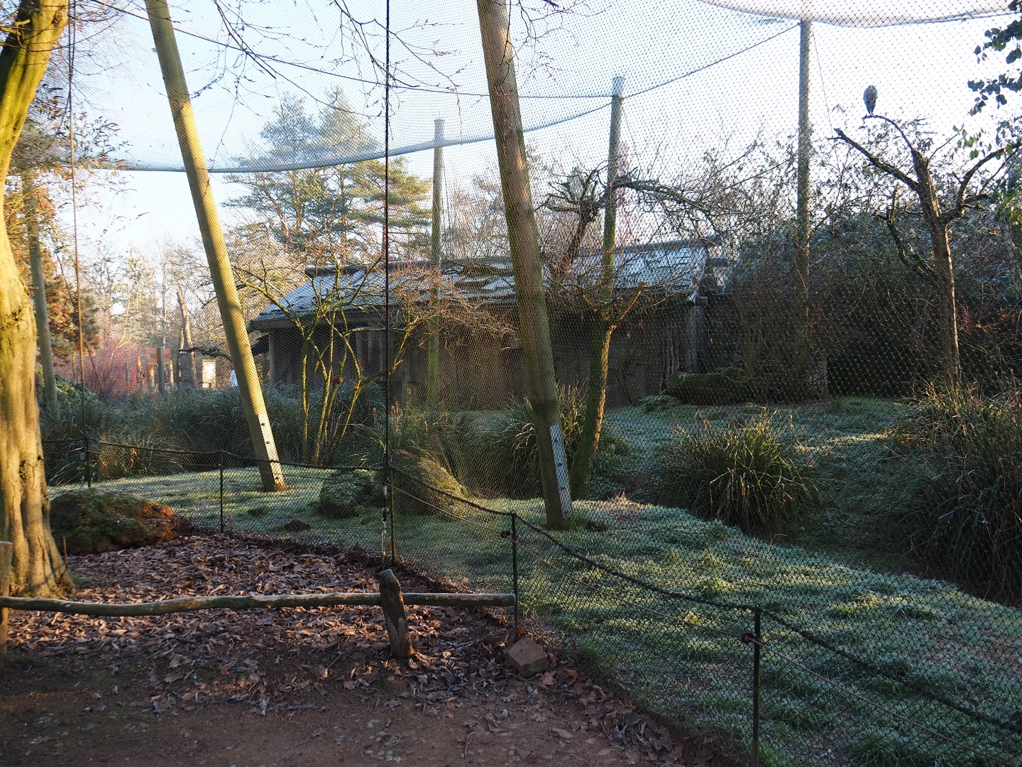 Australian waterside aviary (Jan 20th, 2019)