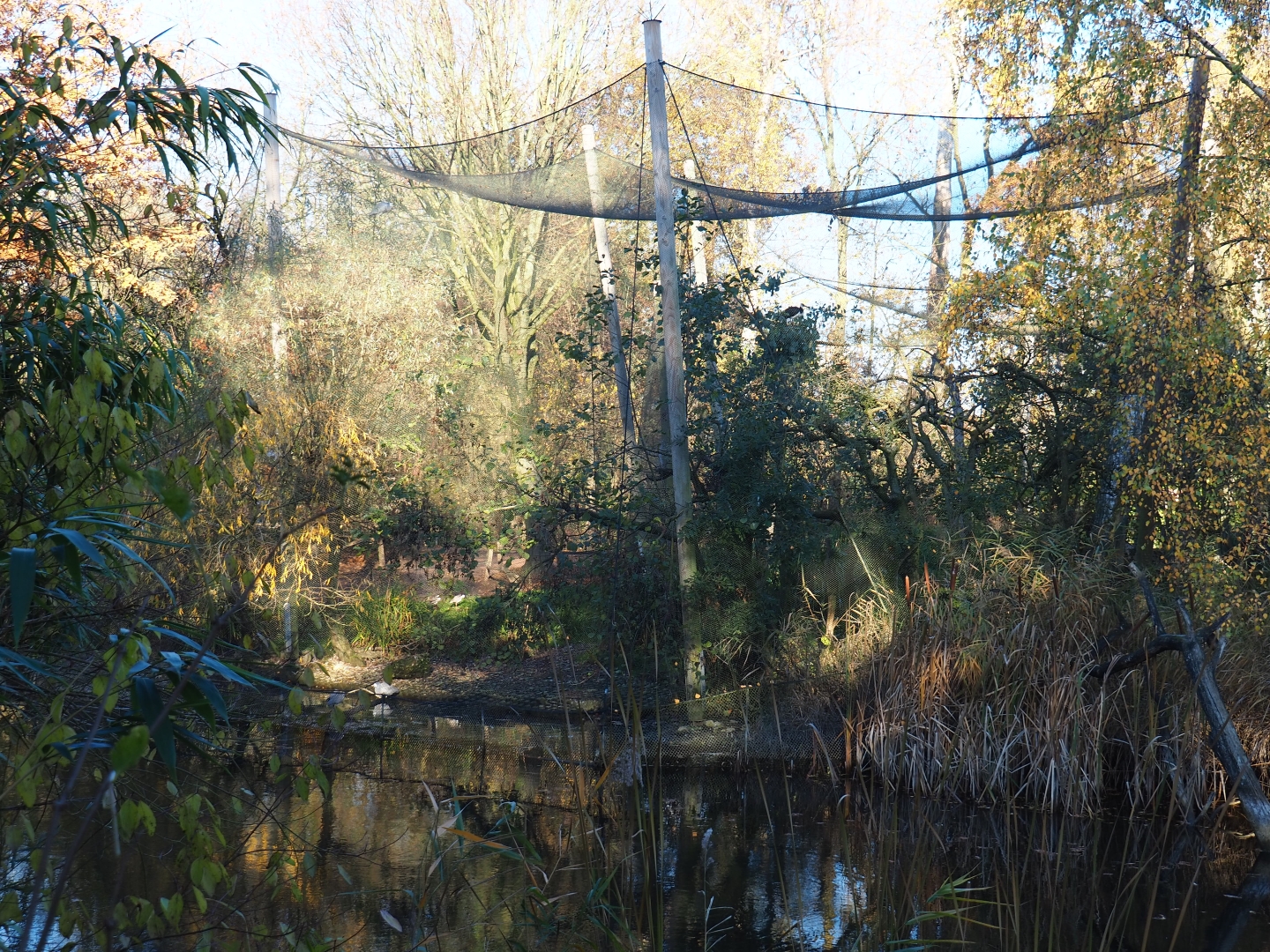 Australian waterside aviary (Nov 18th, 2018)
