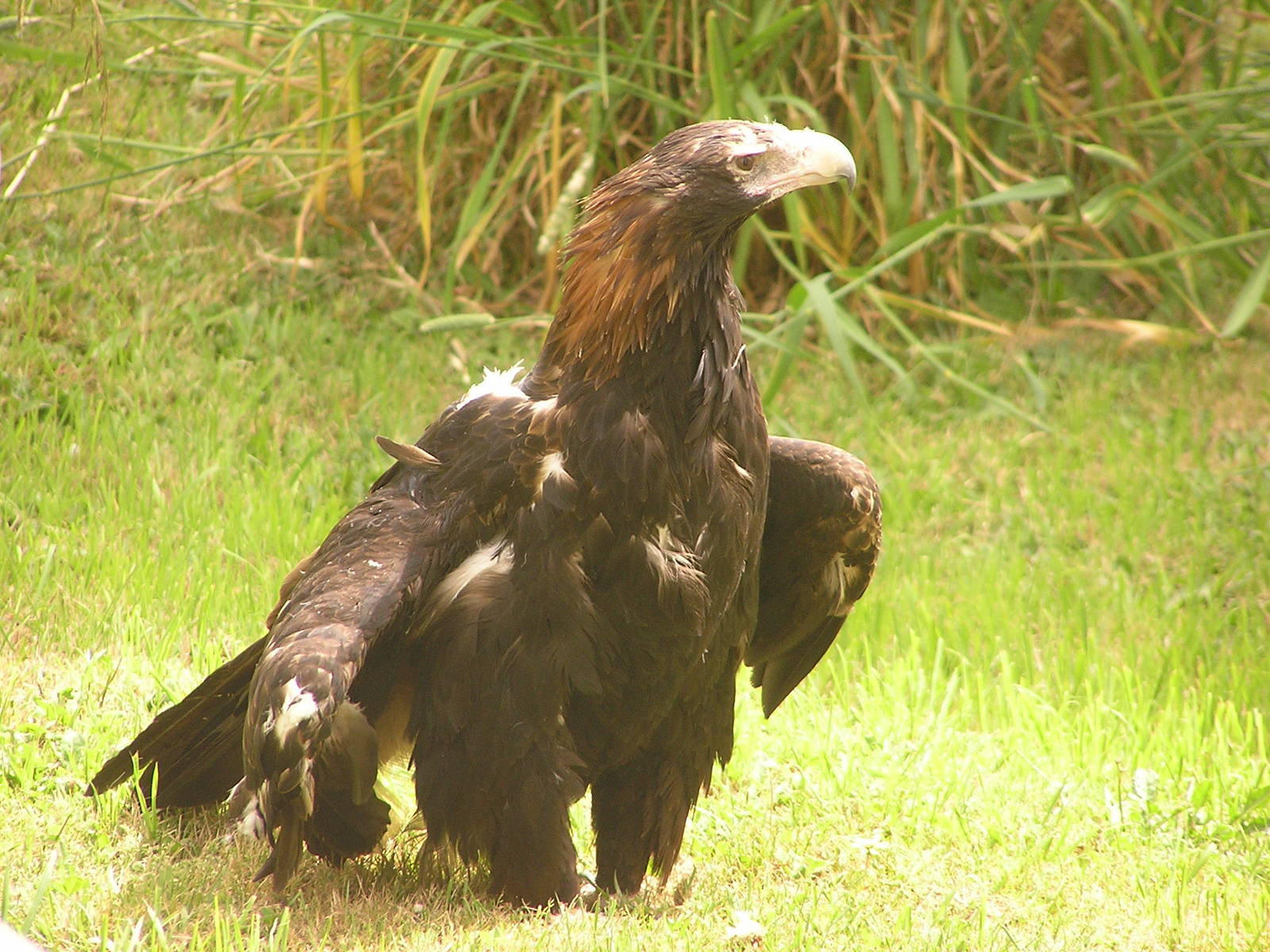 Australian wedge-tailed eagle/ Aquila audax audax