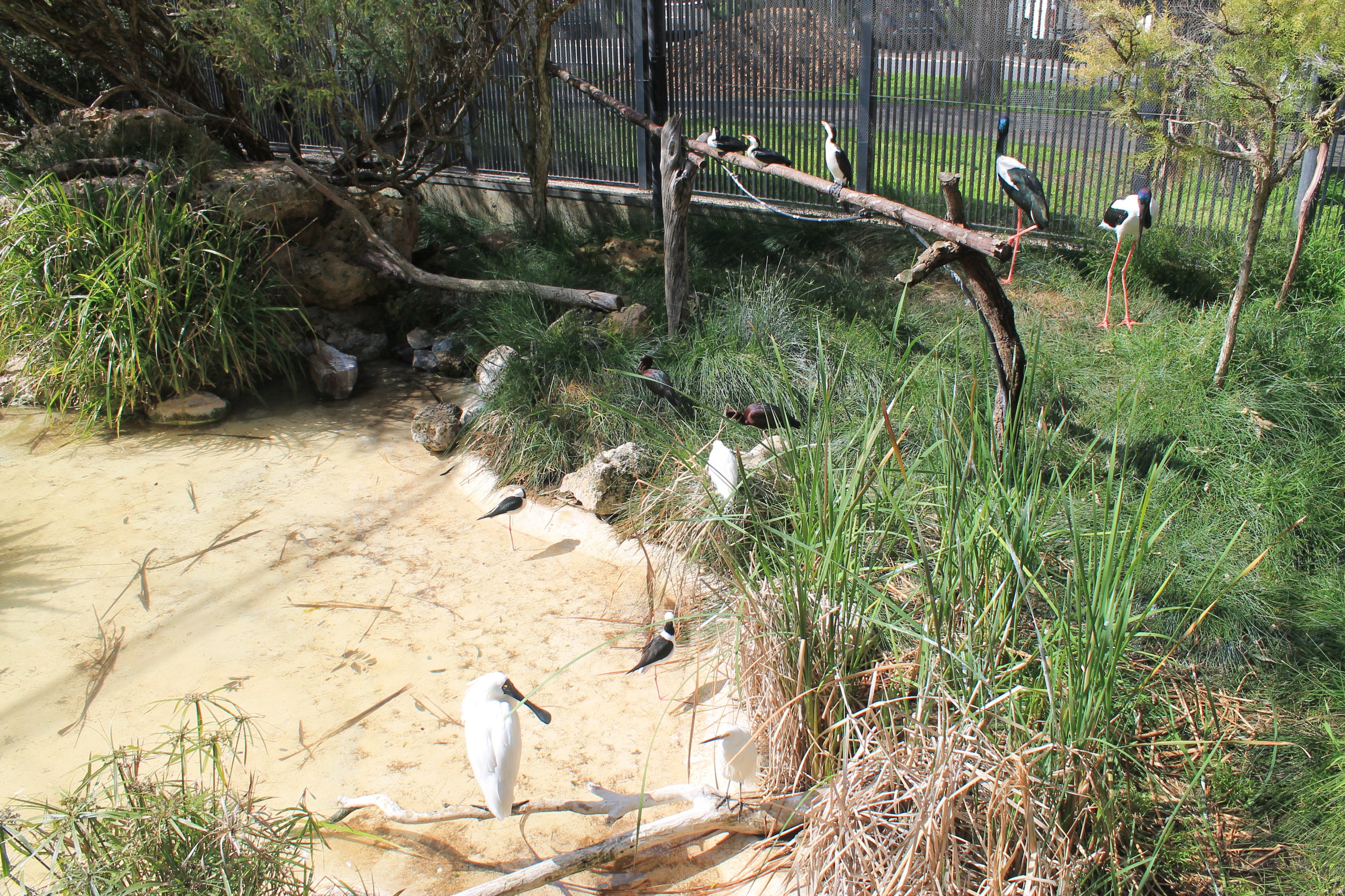 Australian Wetland walk-through aviary