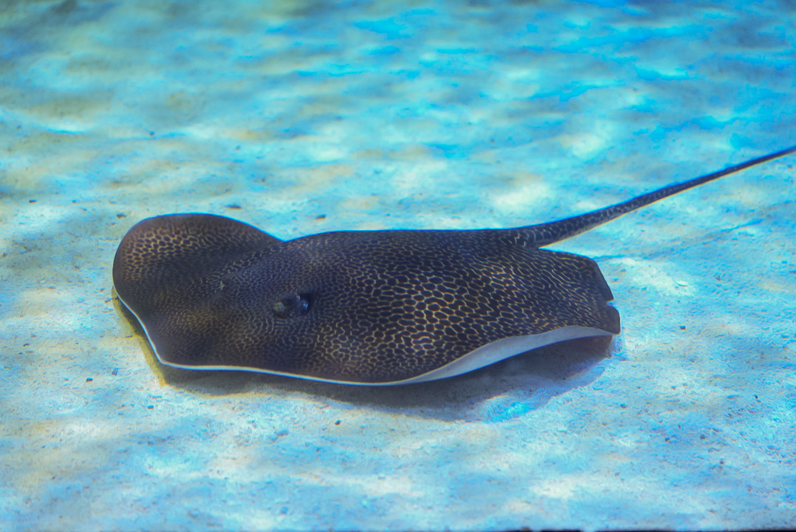 Australian Whipray*
