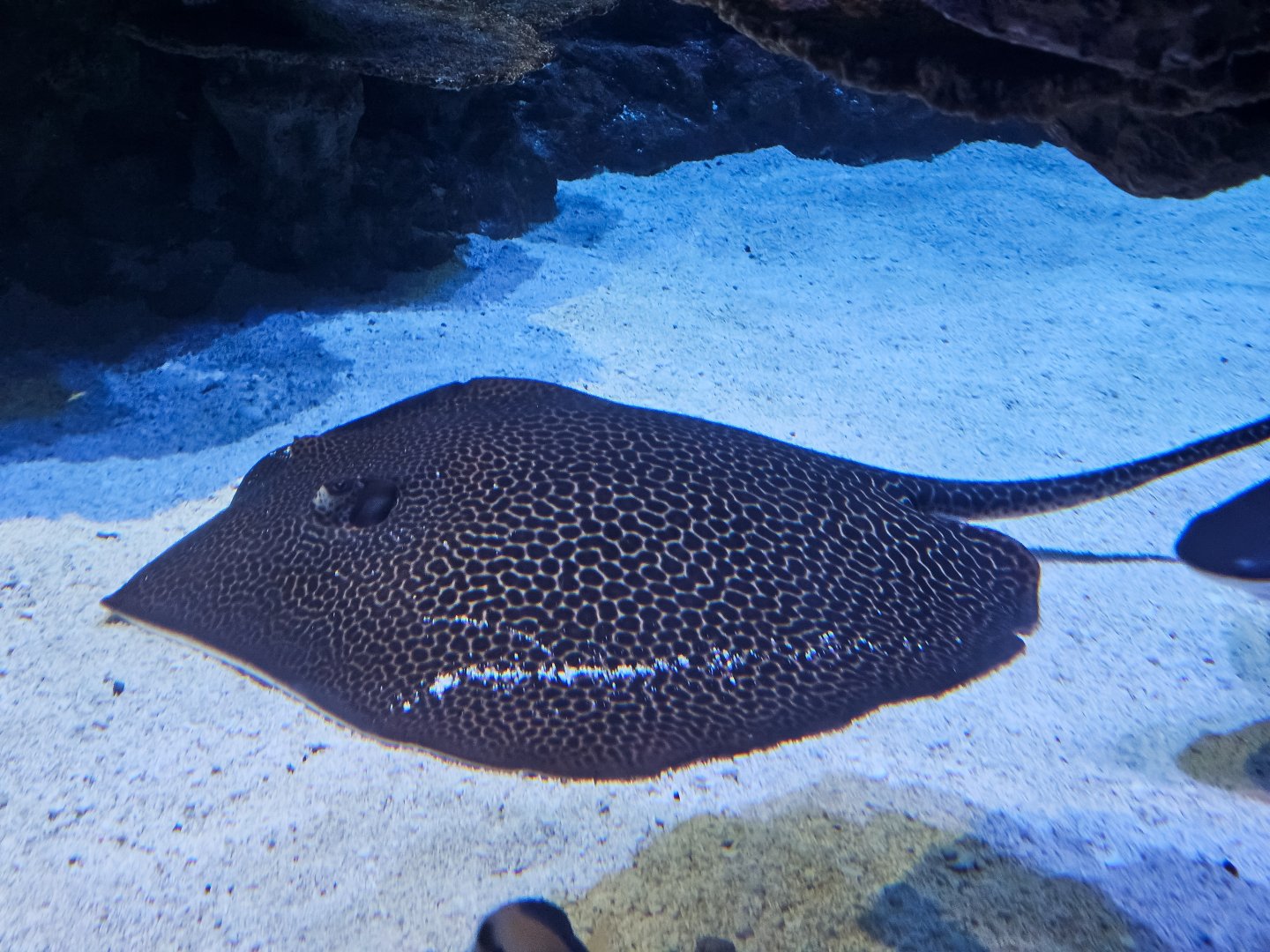 Australian Whipray
