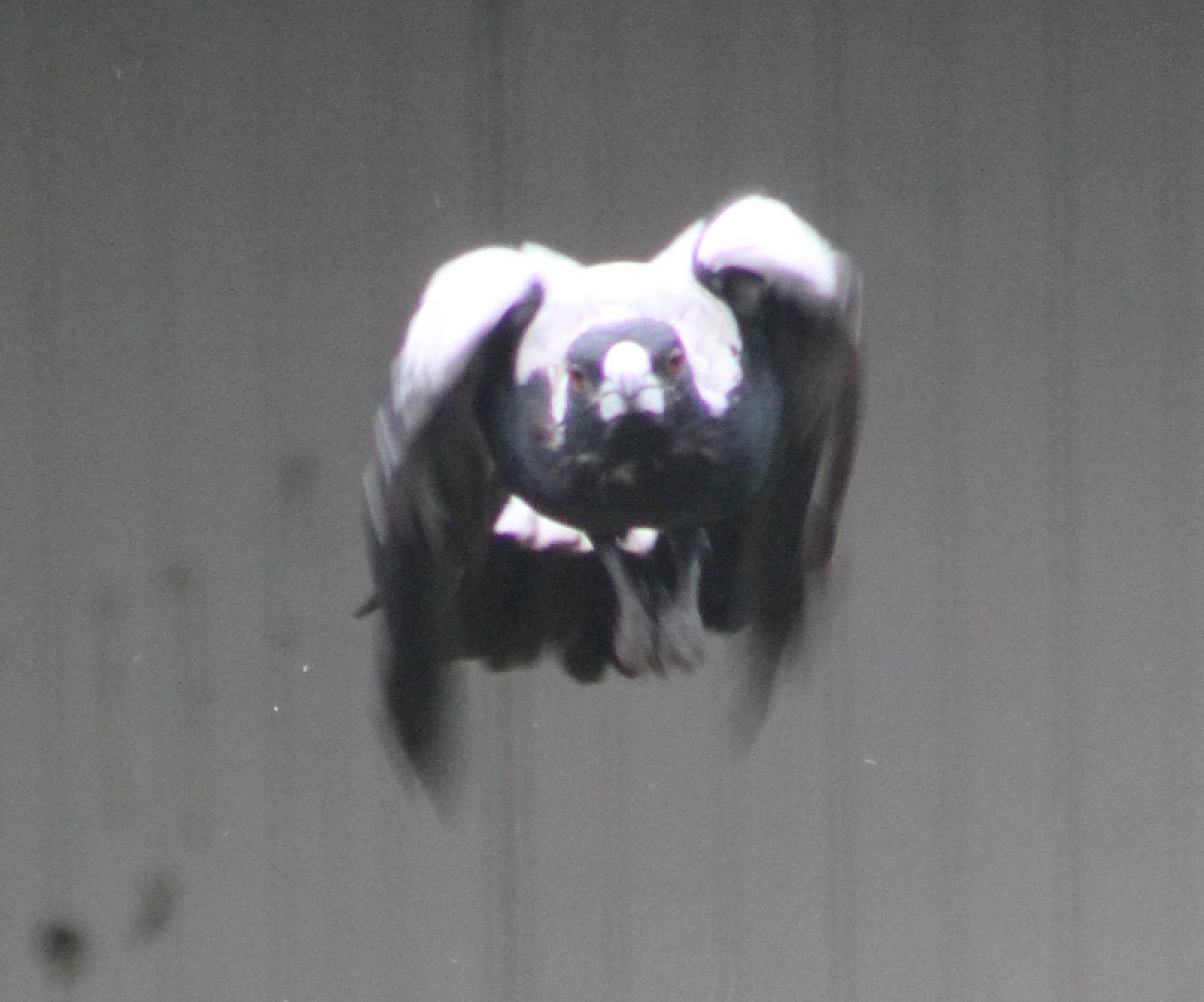 Australian white-backed magpie