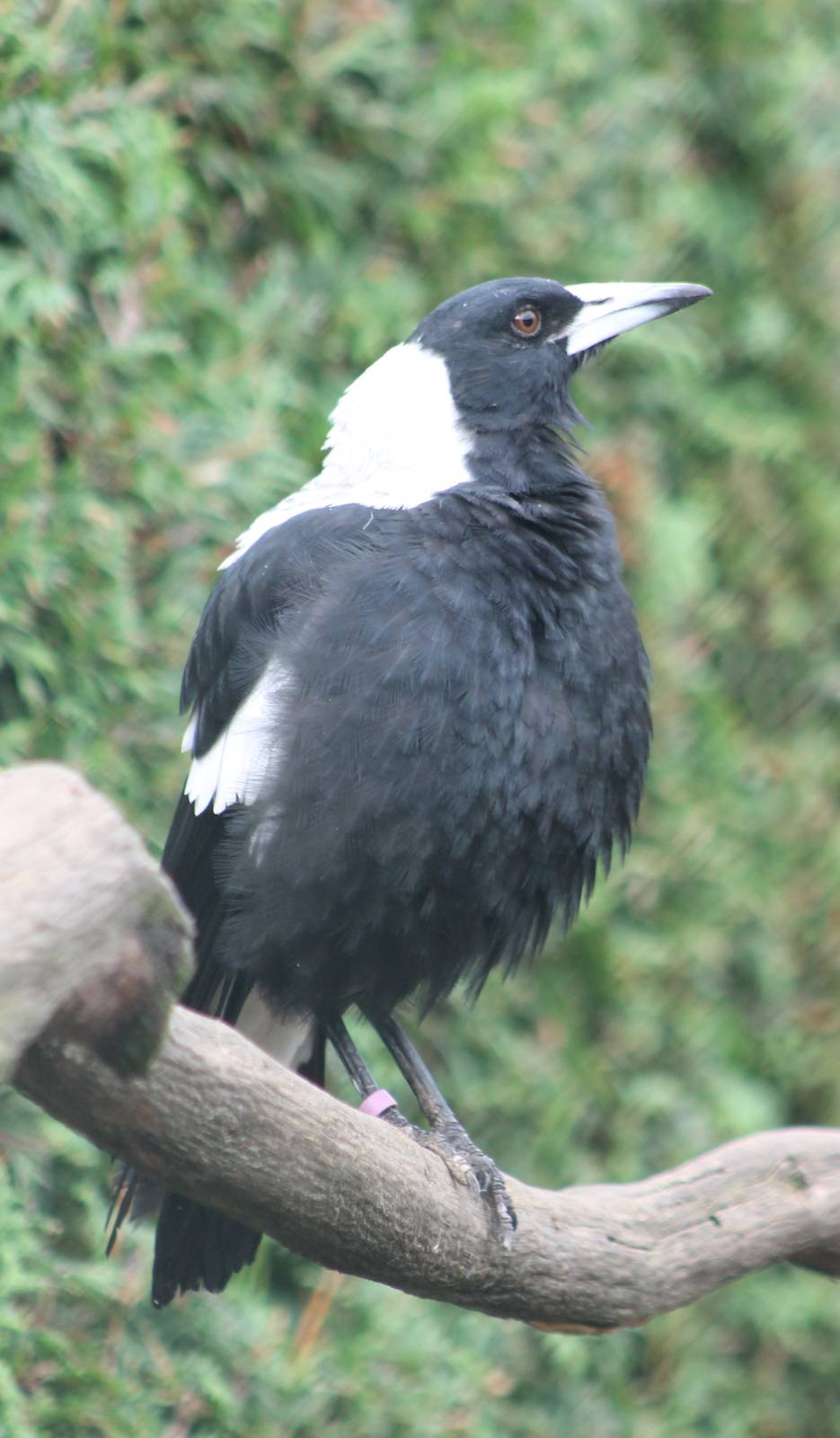 Australian white-backed magpie