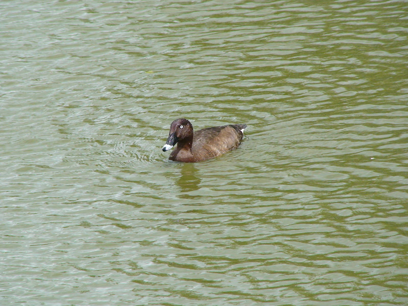 Australian white eye