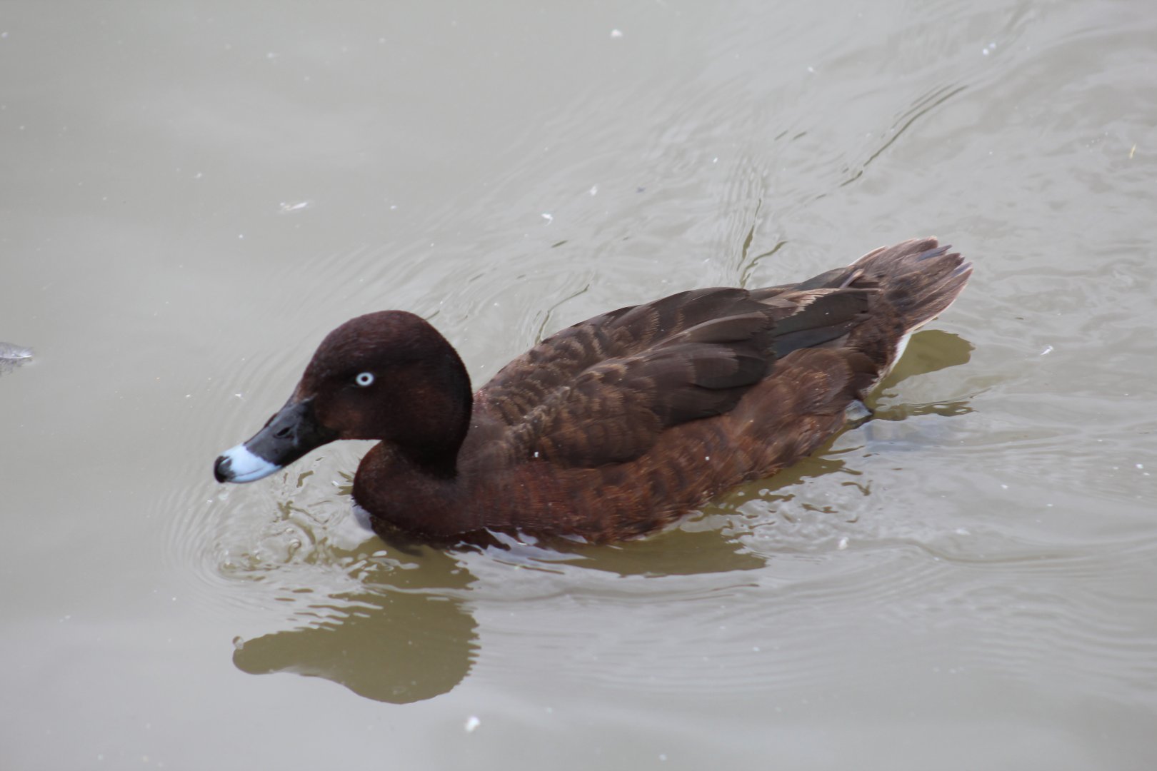Australian White-Eyed Duck