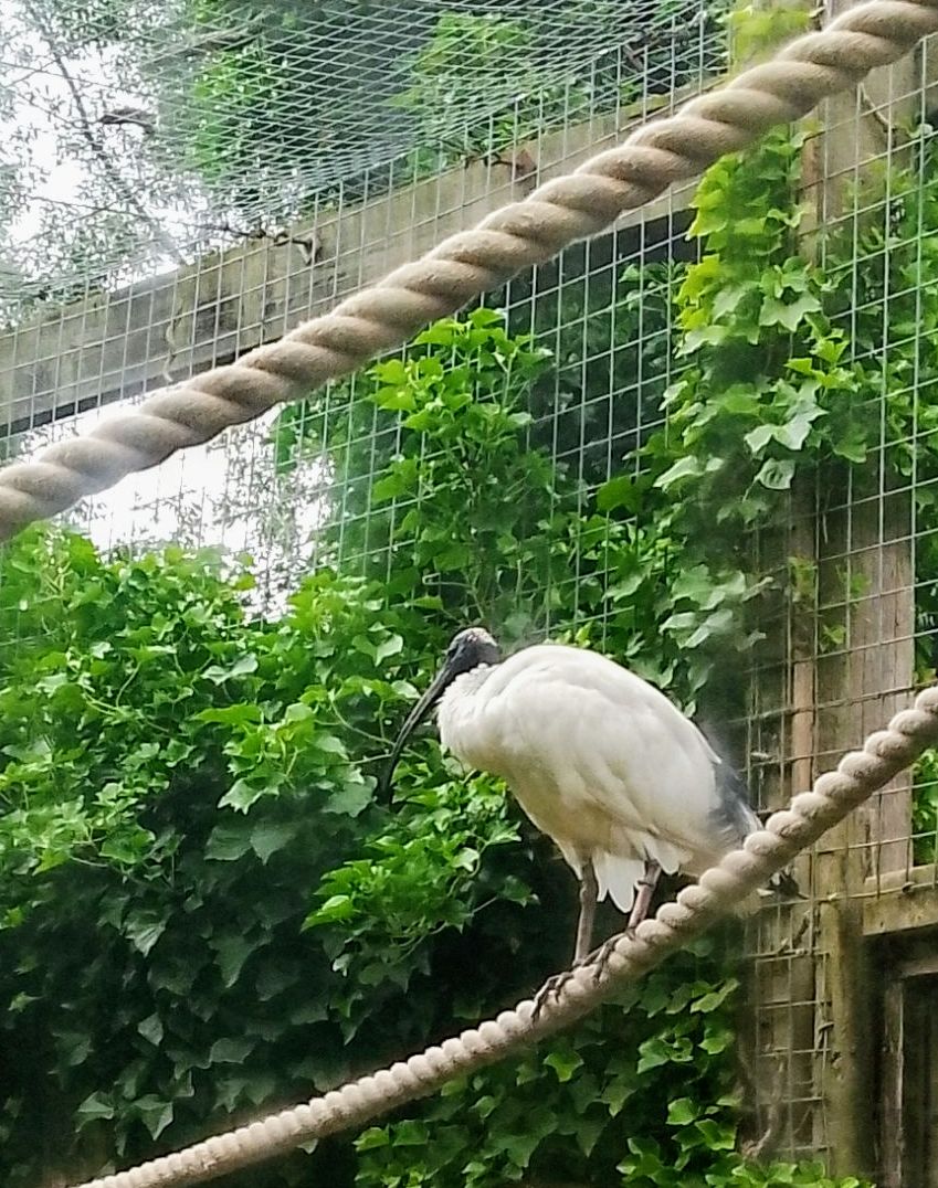 Australian White Ibis 110625