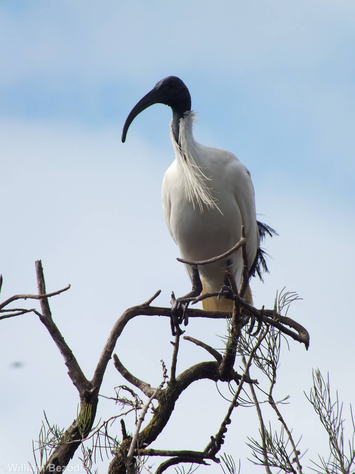 Australian White Ibis - 2014