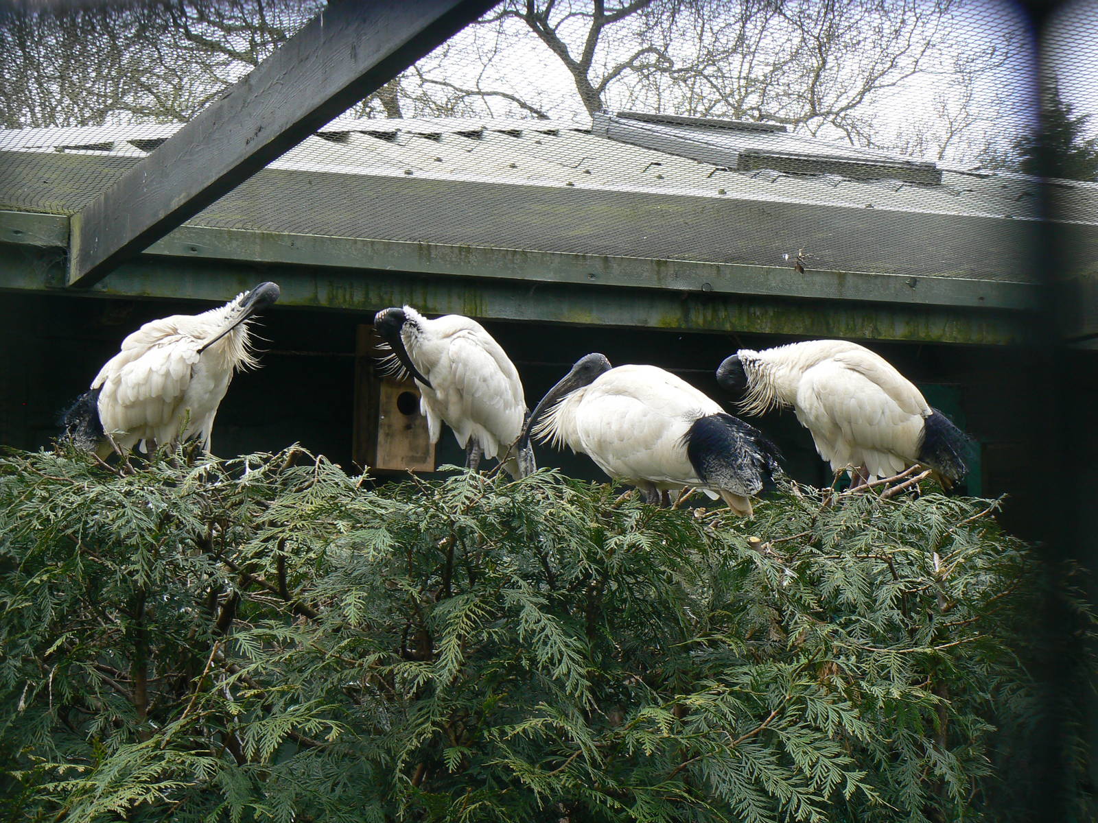 Australian White Ibis - 24 April 2016