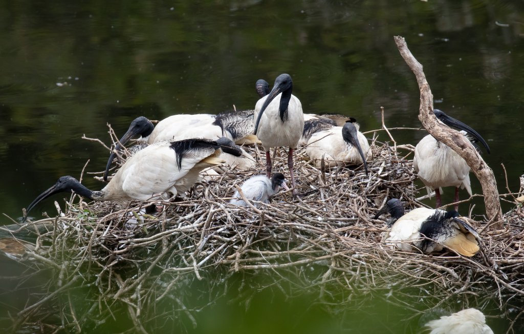 Australian White Ibis breeding colony - wild birds