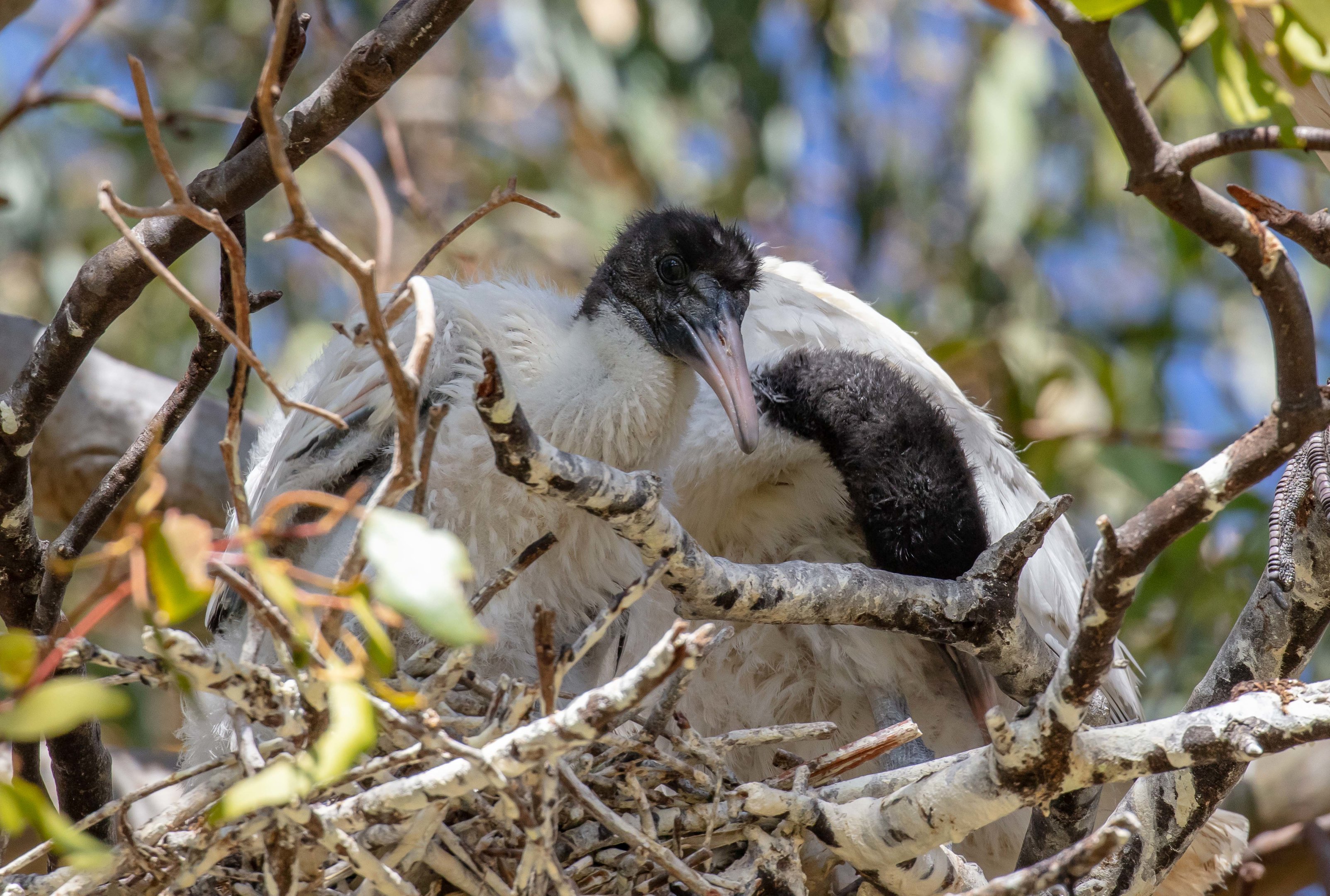 Australian White Ibis chick