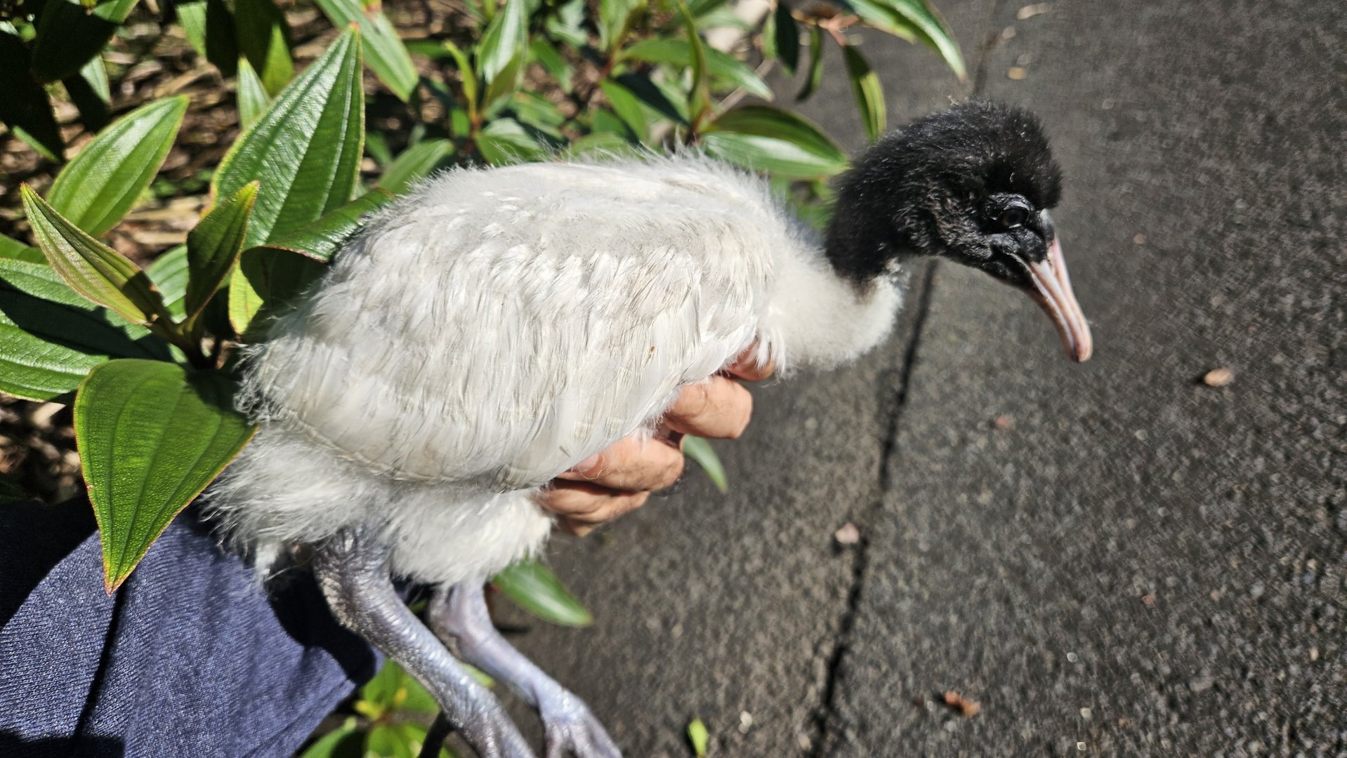 Australian White Ibis chick