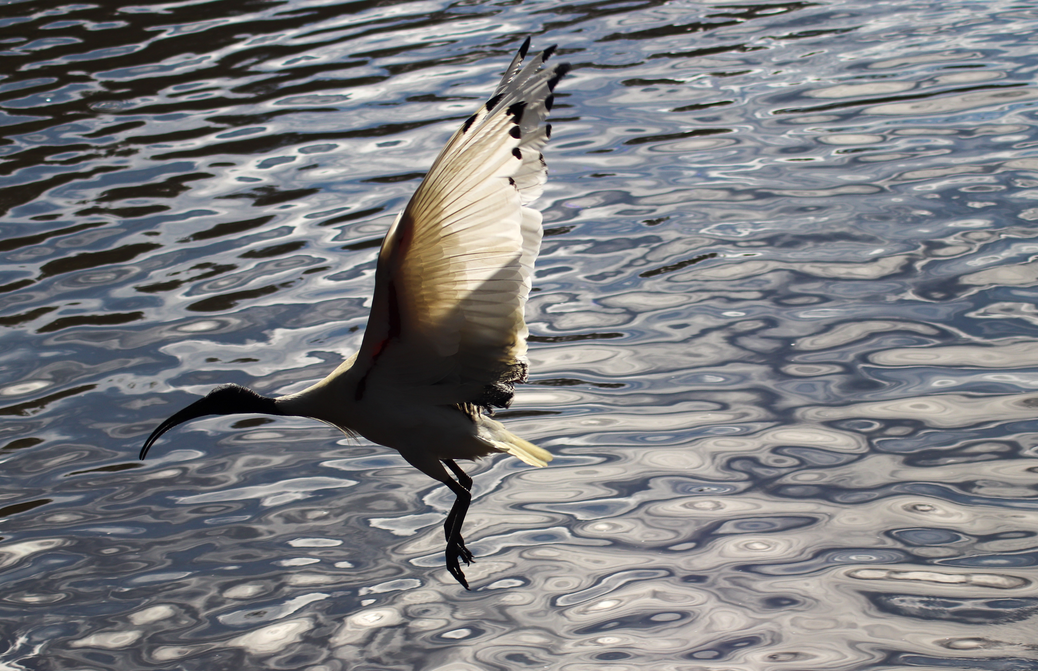 Australian White Ibis in Flight