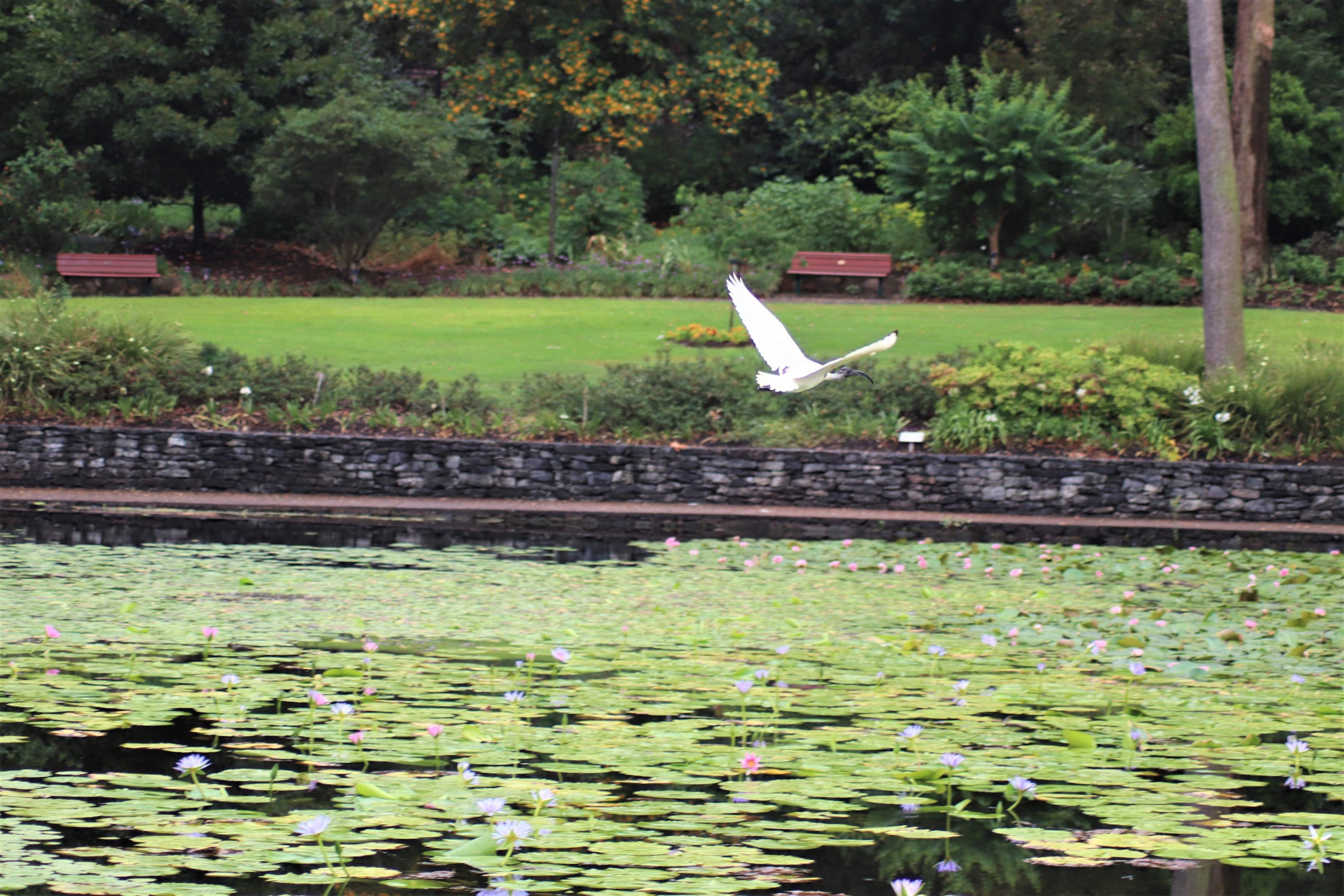 Australian White Ibis (Threskiornis molucca)