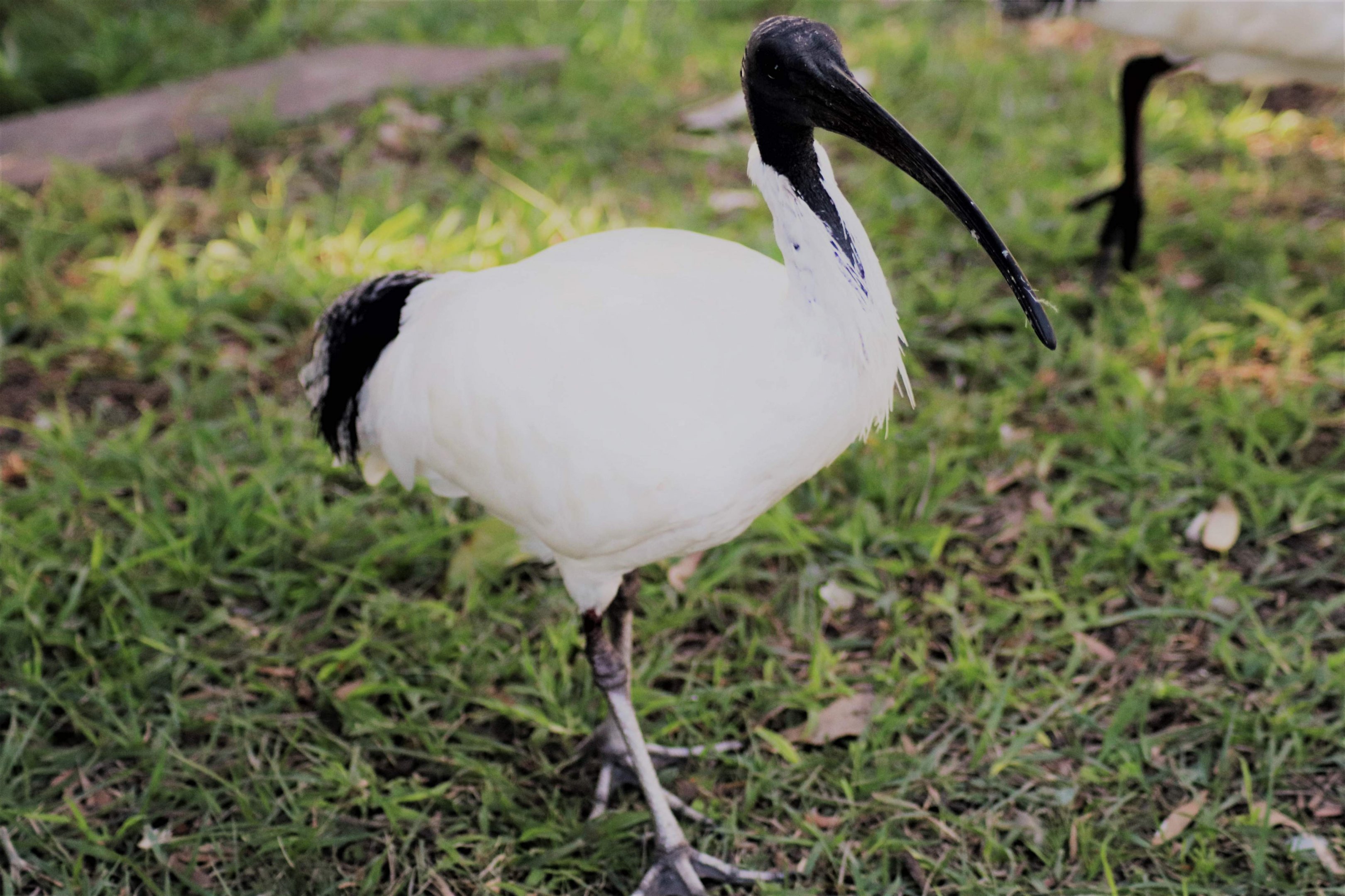 Australian White Ibis (Threskiornis molucca)