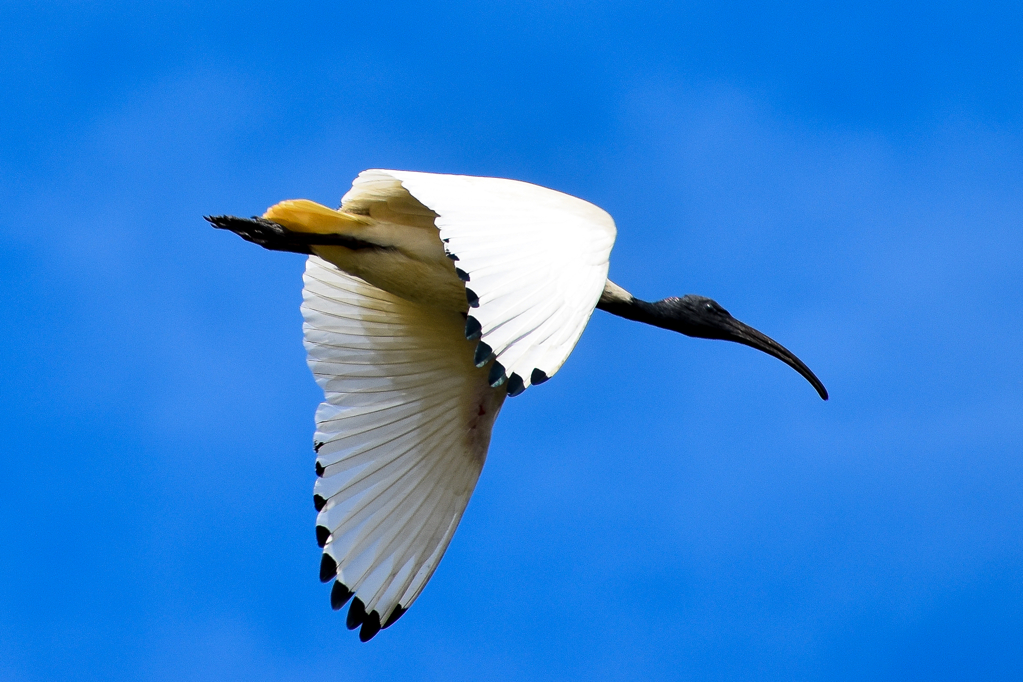 Australian White Ibis (Threskiornis molucca)