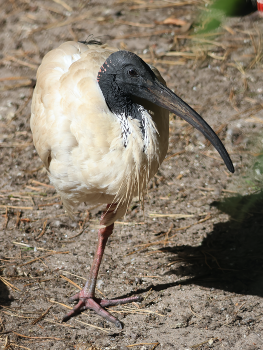 Australian white ibis (Threskiornis molucca)