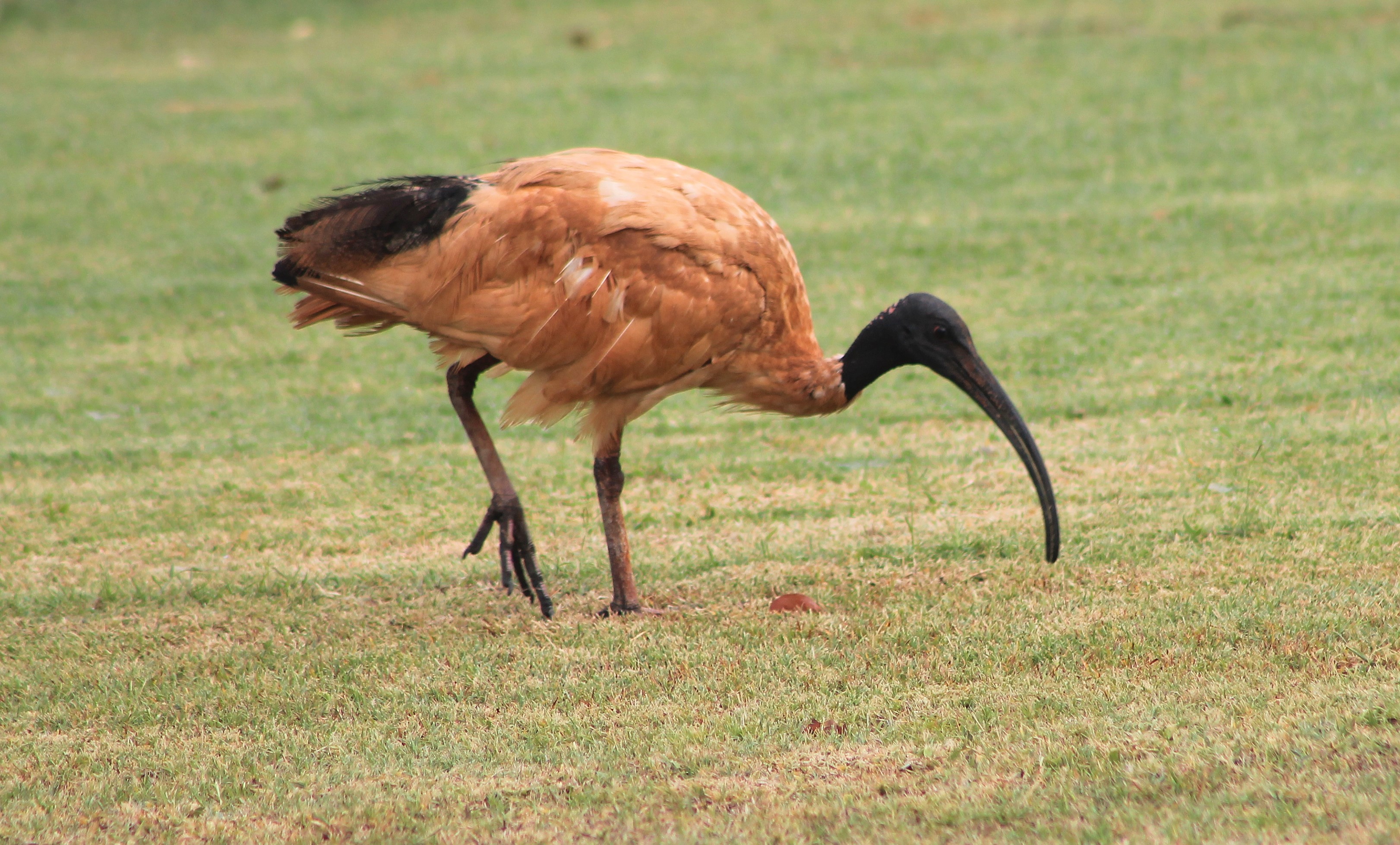 Australian White Ibis (Threskiornis molucca)