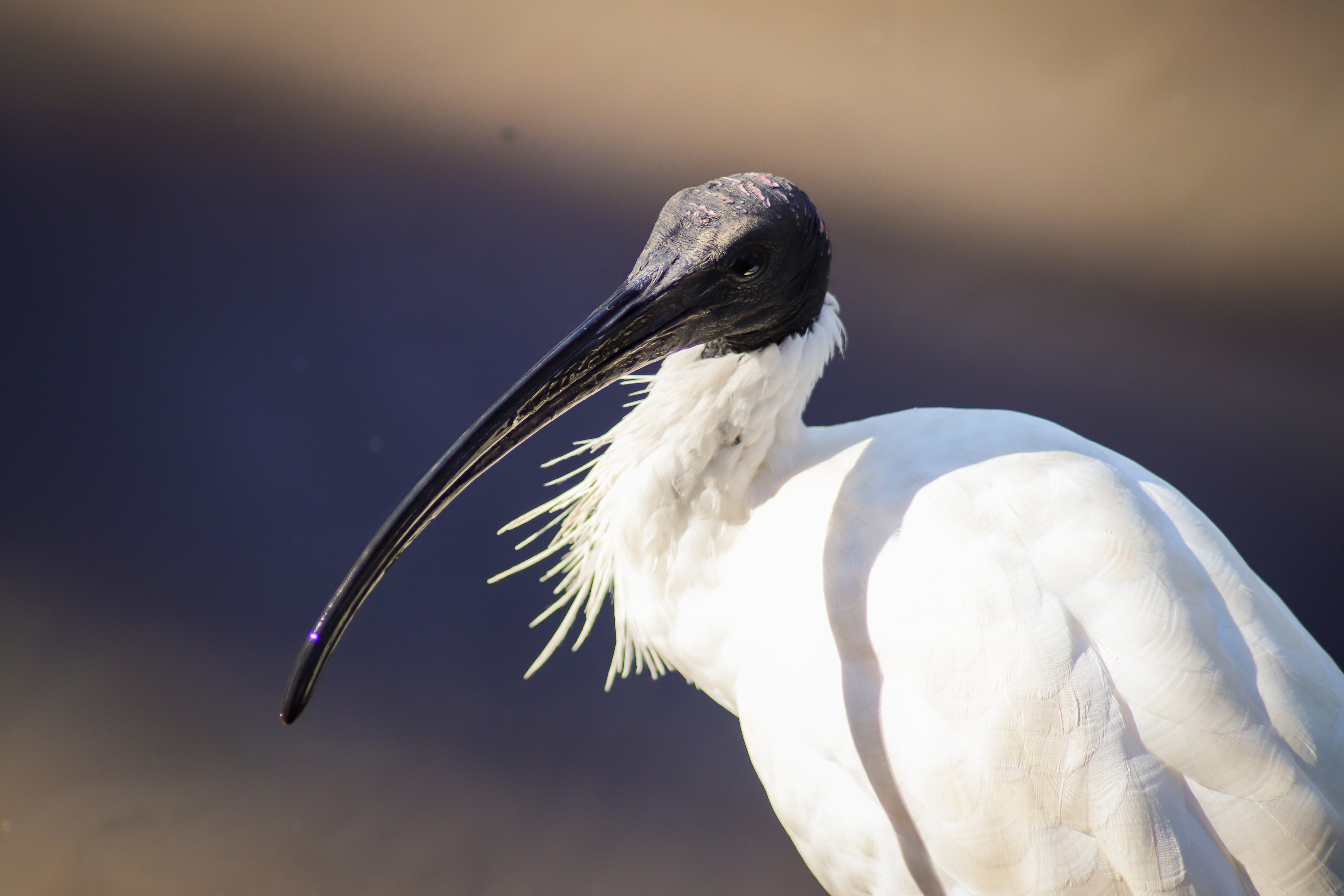 Australian White Ibis (Threskiornis moluccus)