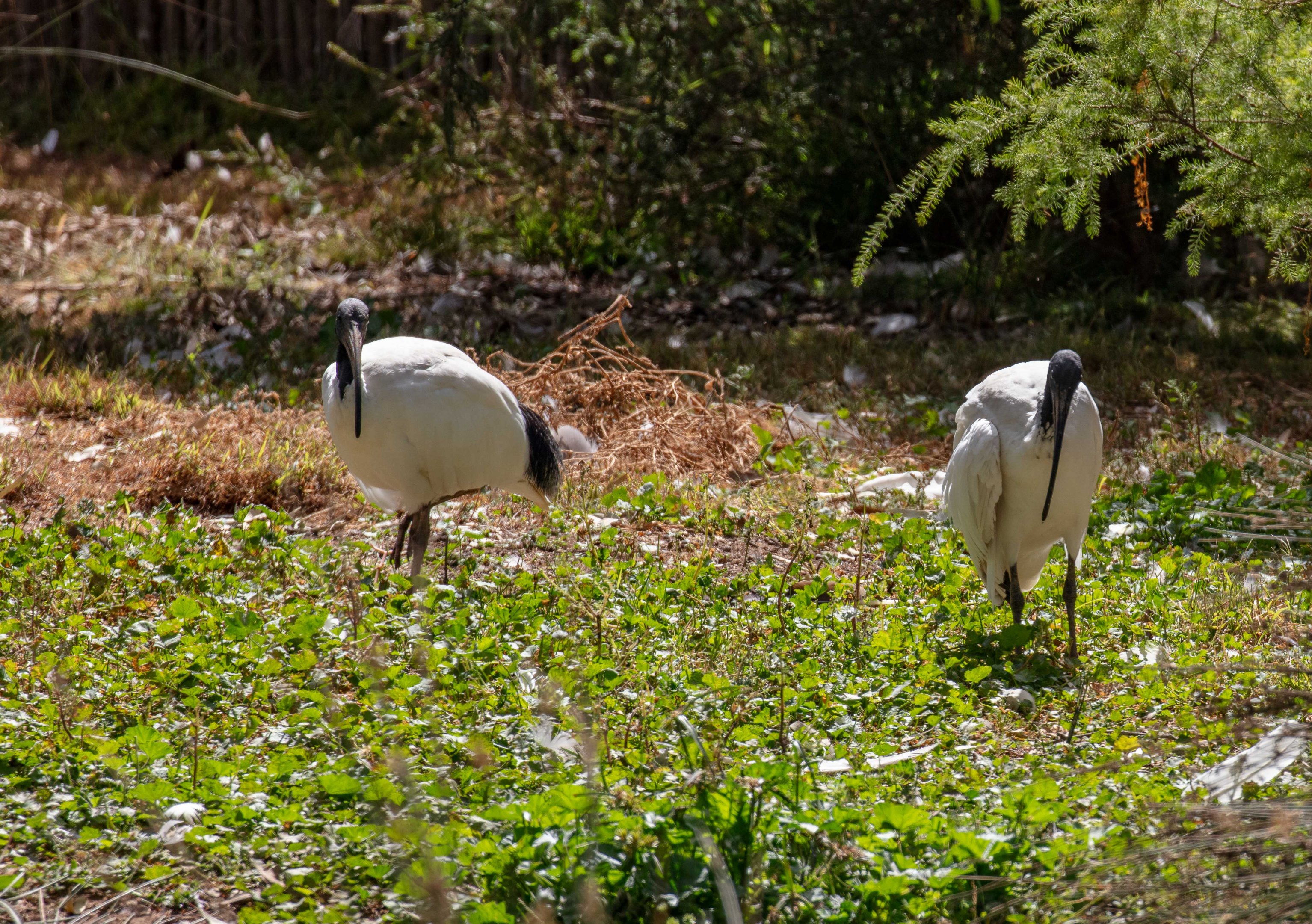 Australian White Ibis (wild birds)