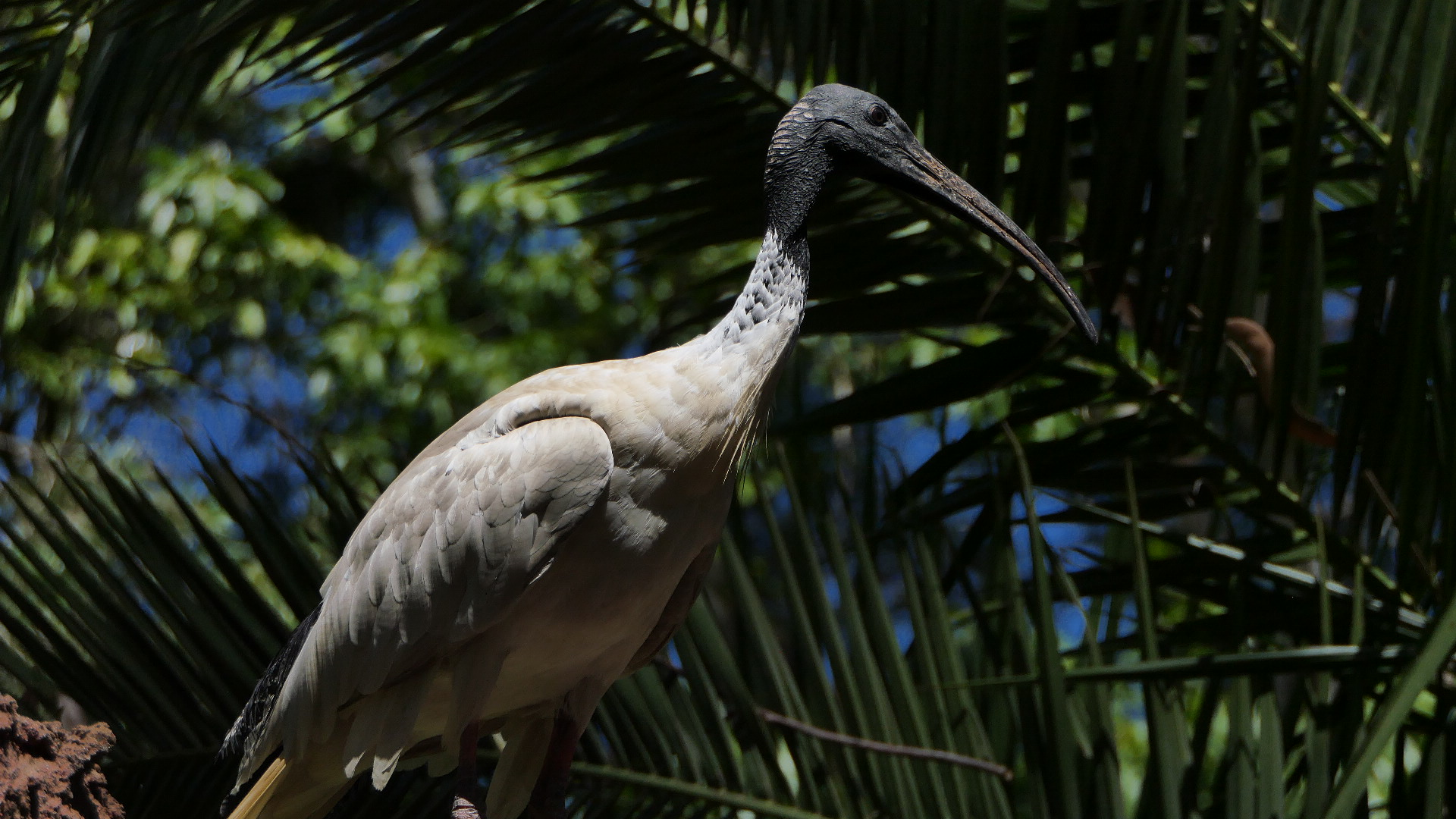 Australian White Ibis (wild)