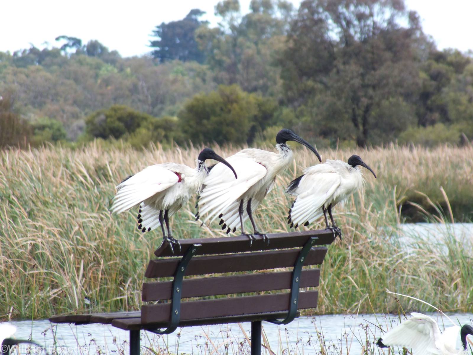 Australian White Ibis