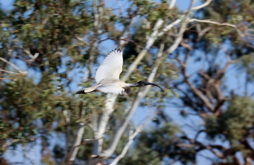 Australian White Ibis
