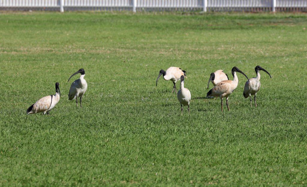Australian White Ibis
