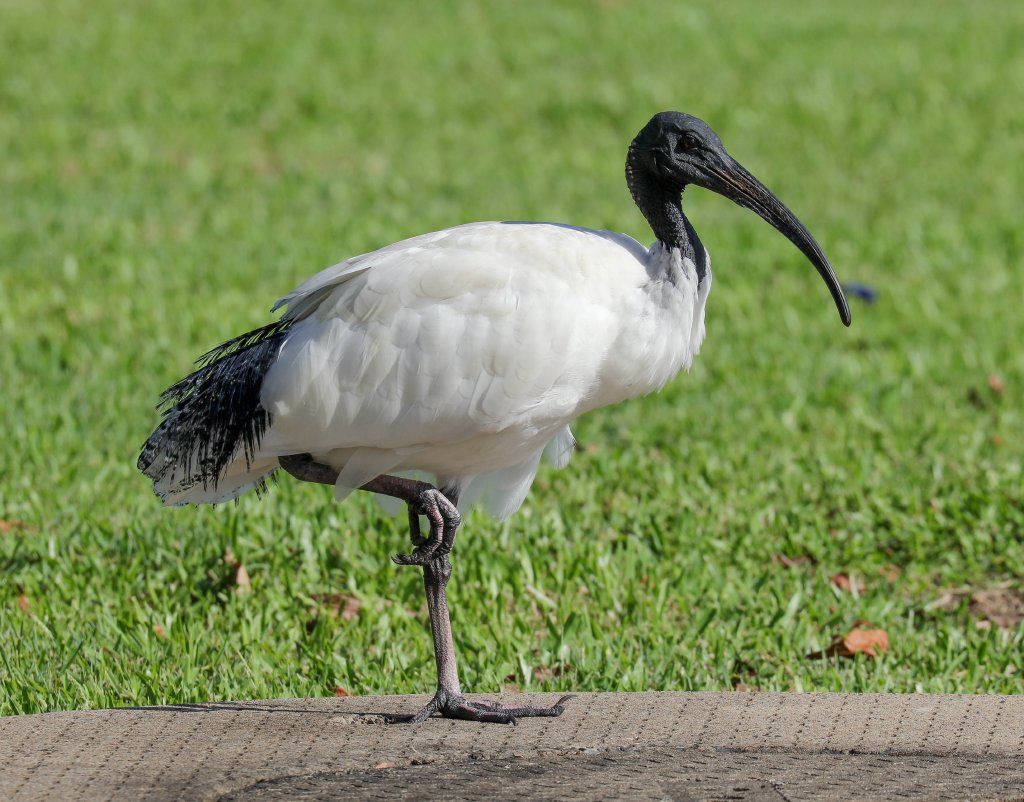 Australian White Ibis