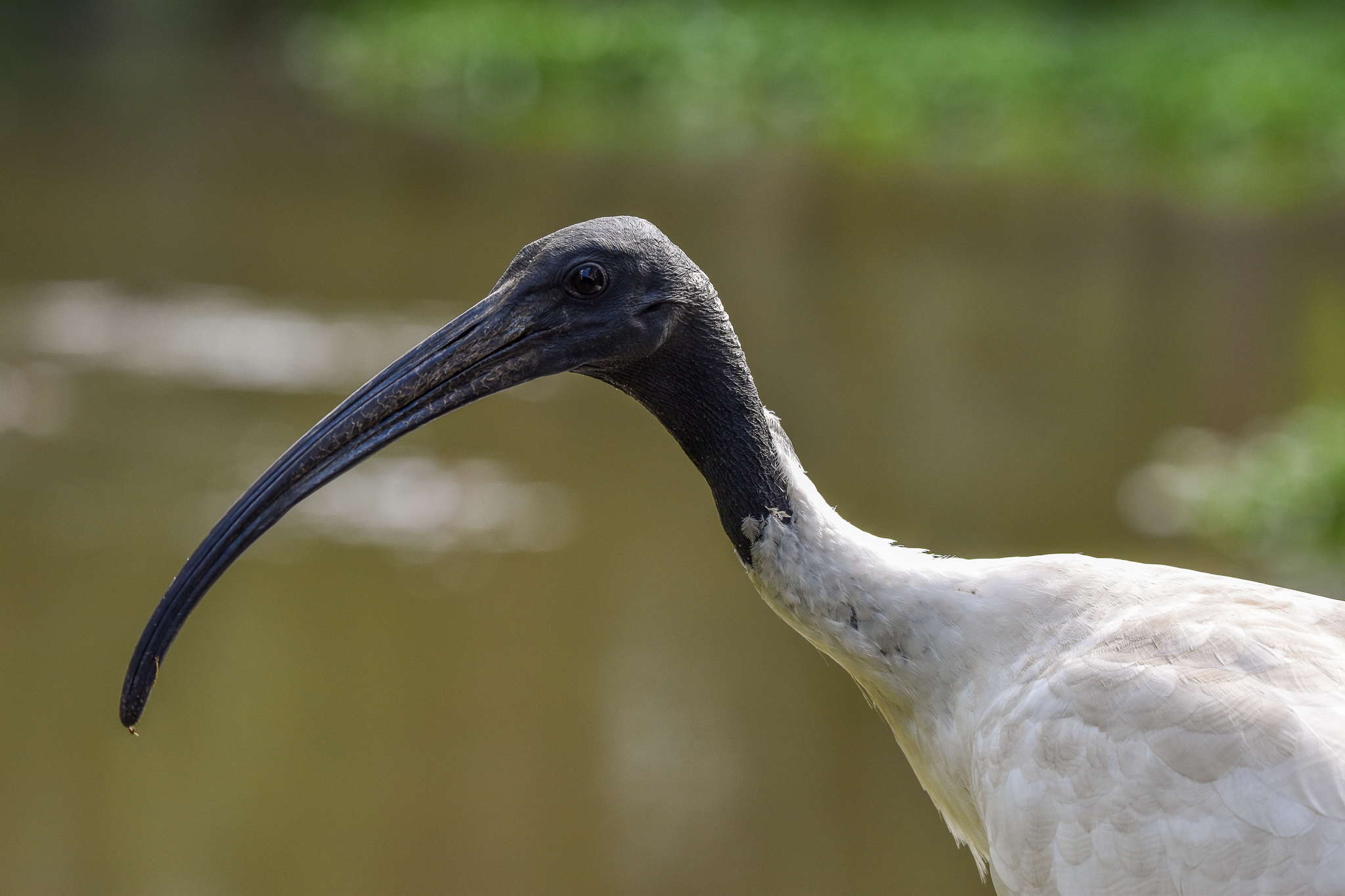 Australian White Ibis