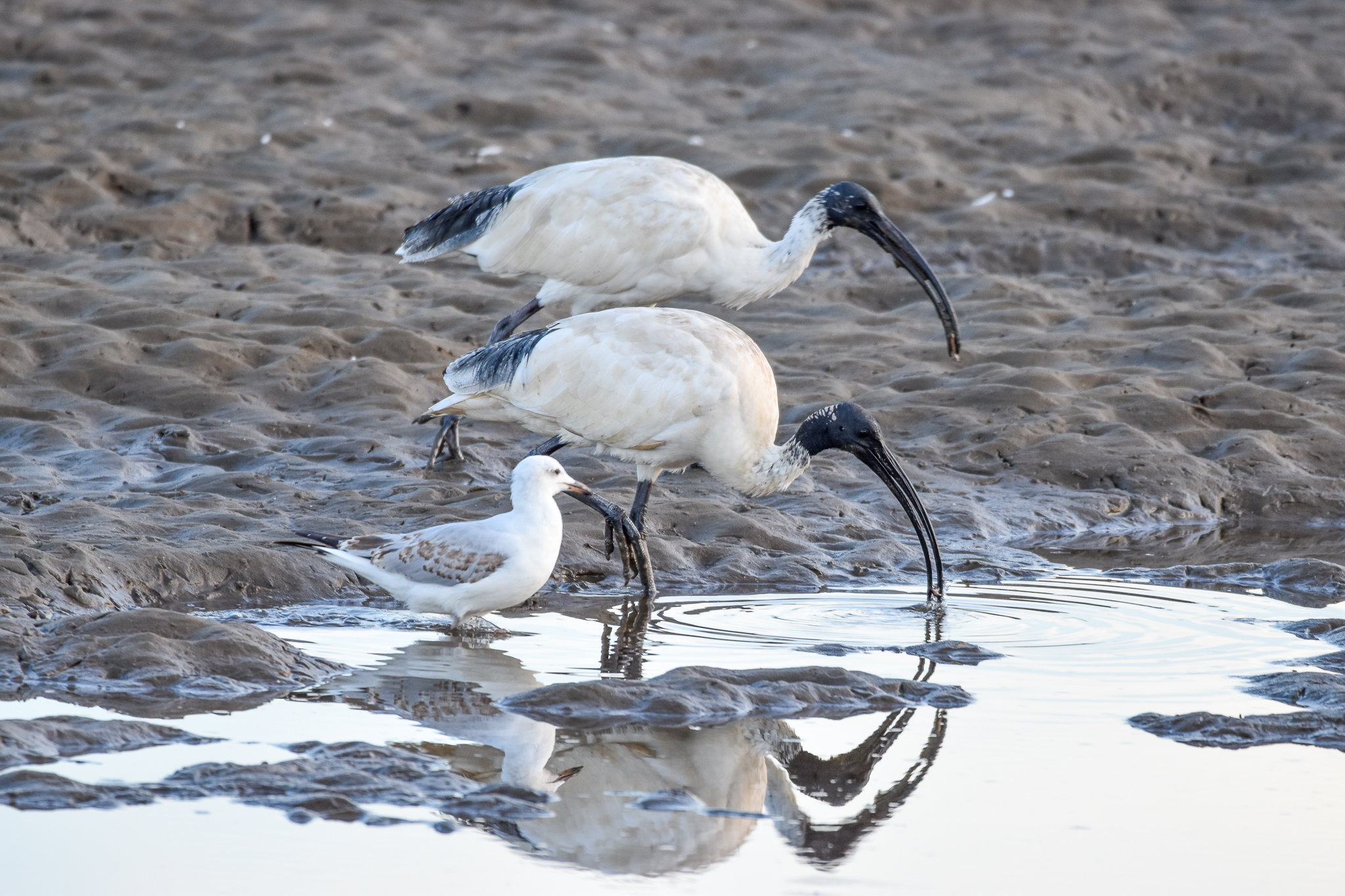 Australian White Ibis