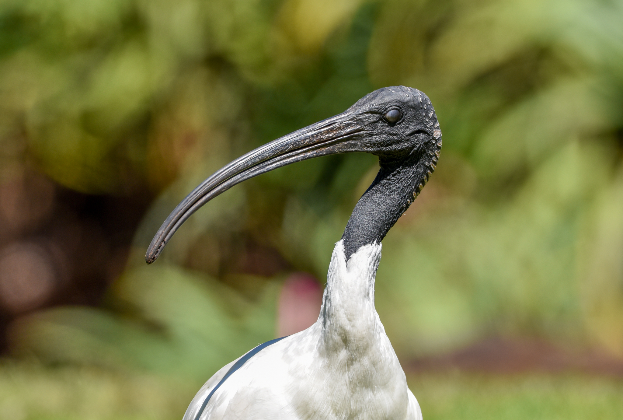Australian White Ibis