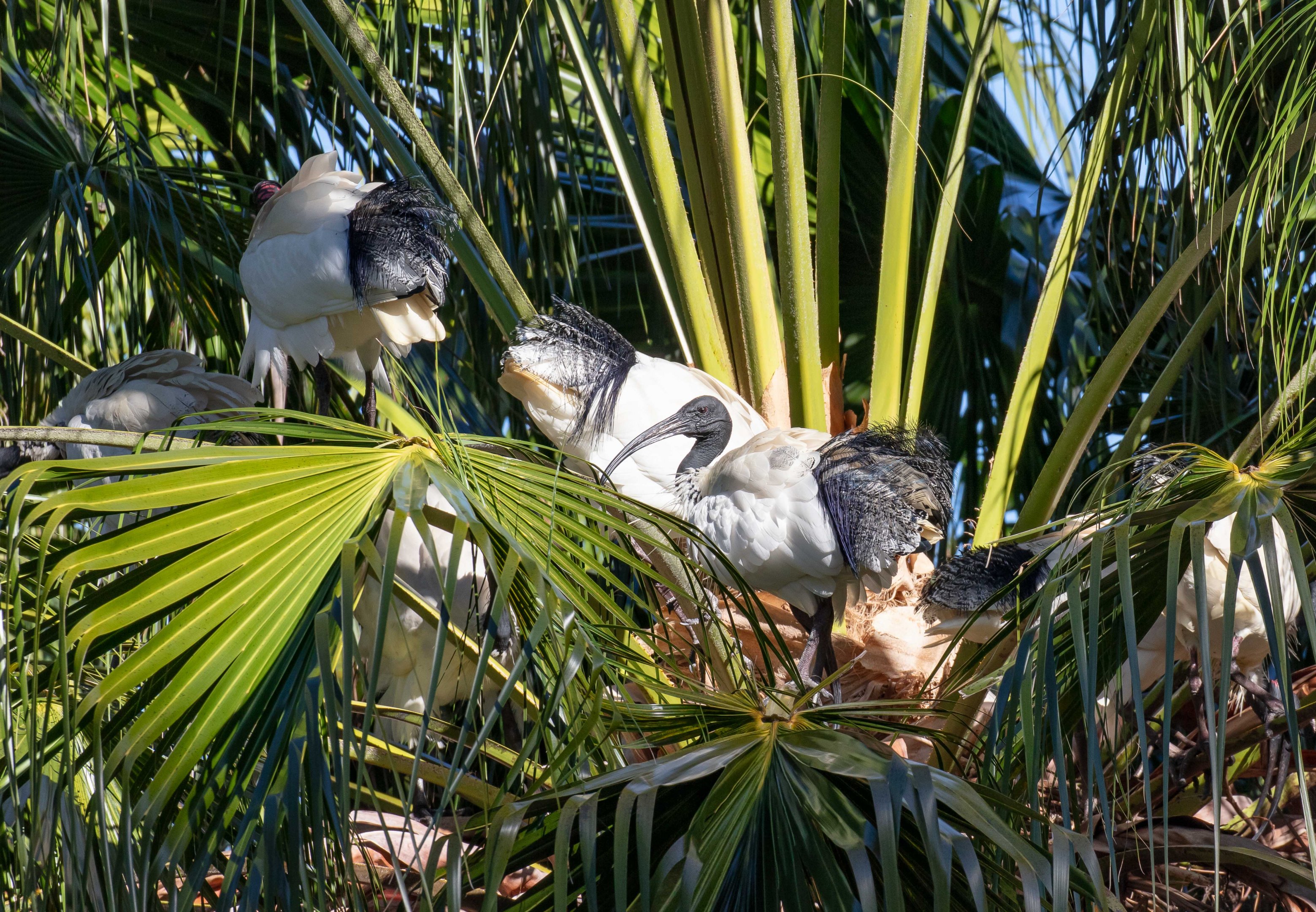 Australian White Ibis