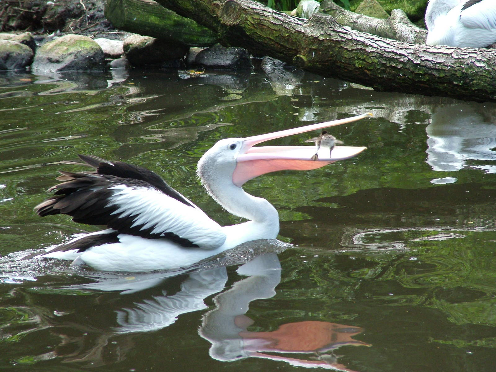 Australian White Pelican tries to eat a duckling at Walsrode 2007