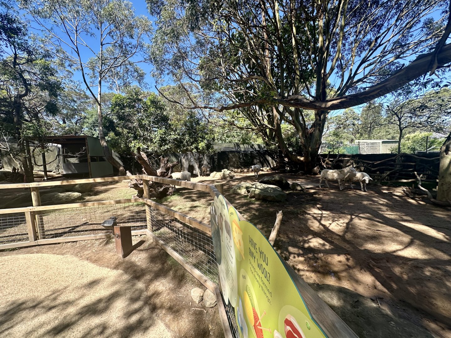 Australian White Sheep Exhibit