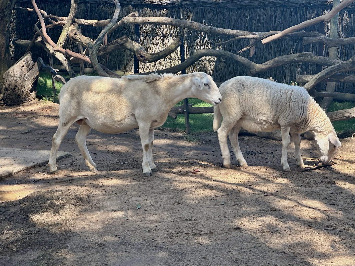 Australian white sheep (Ovis aries)