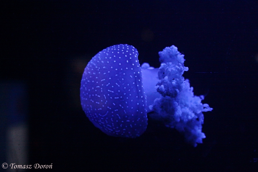 Australian / White-spotted Jellyfish (Phyllorhiza punctata)