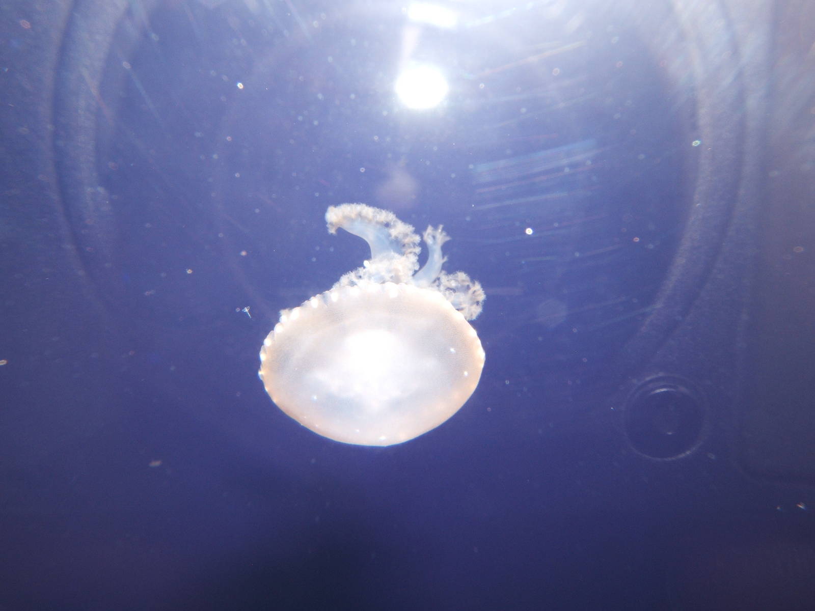 Australian White-spotted Jellyfish (Phyllorhiza punctata)