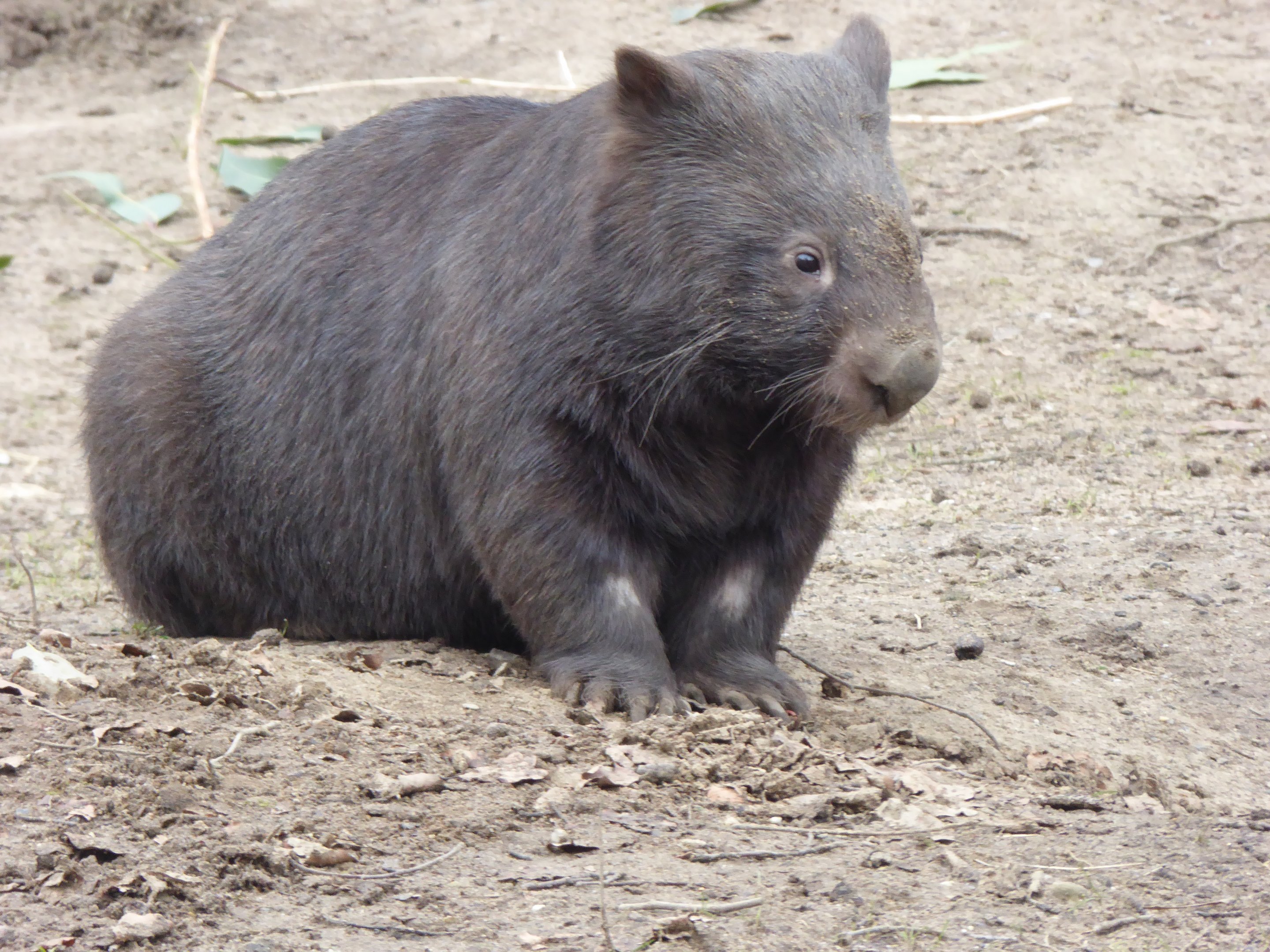 Australian Wombat (Vombatus ursinus hirsutus) at Zoo Duisburg - February 6th 2018