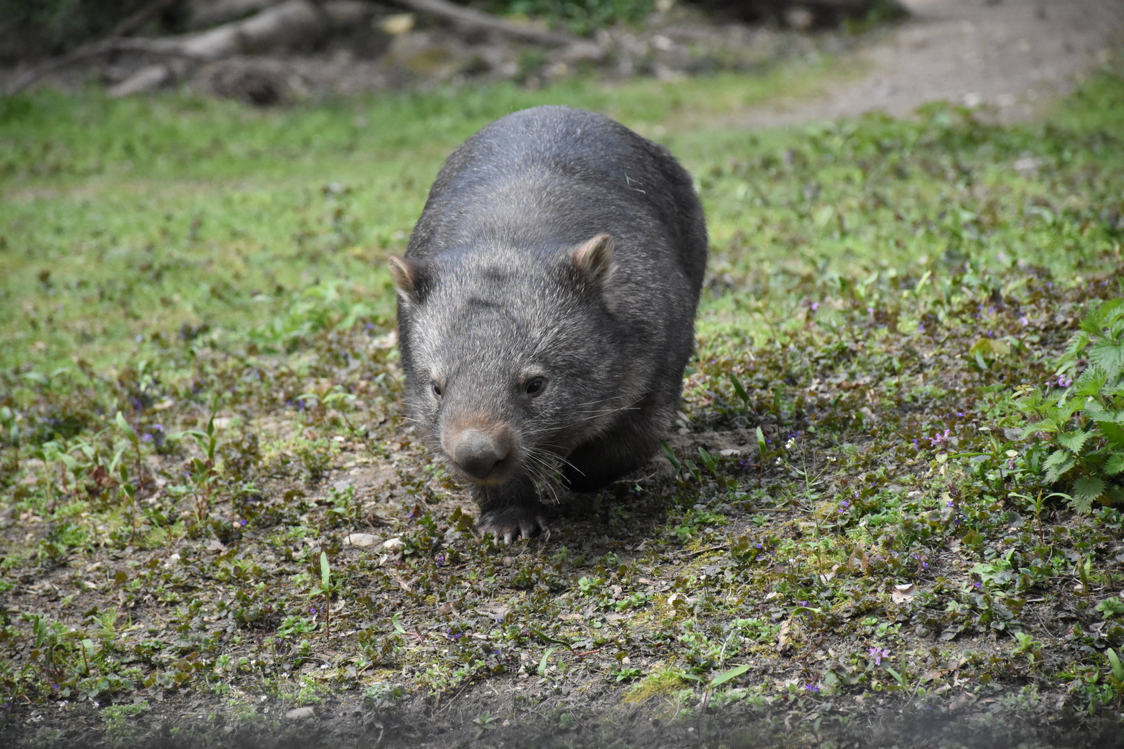 Australian wombat