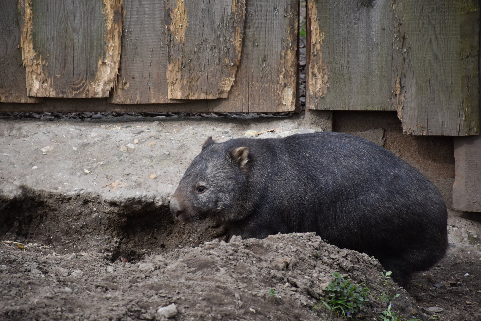 Australian wombat