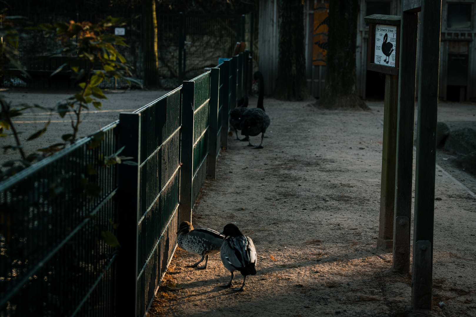 Australian Wood Duck, Black Swan