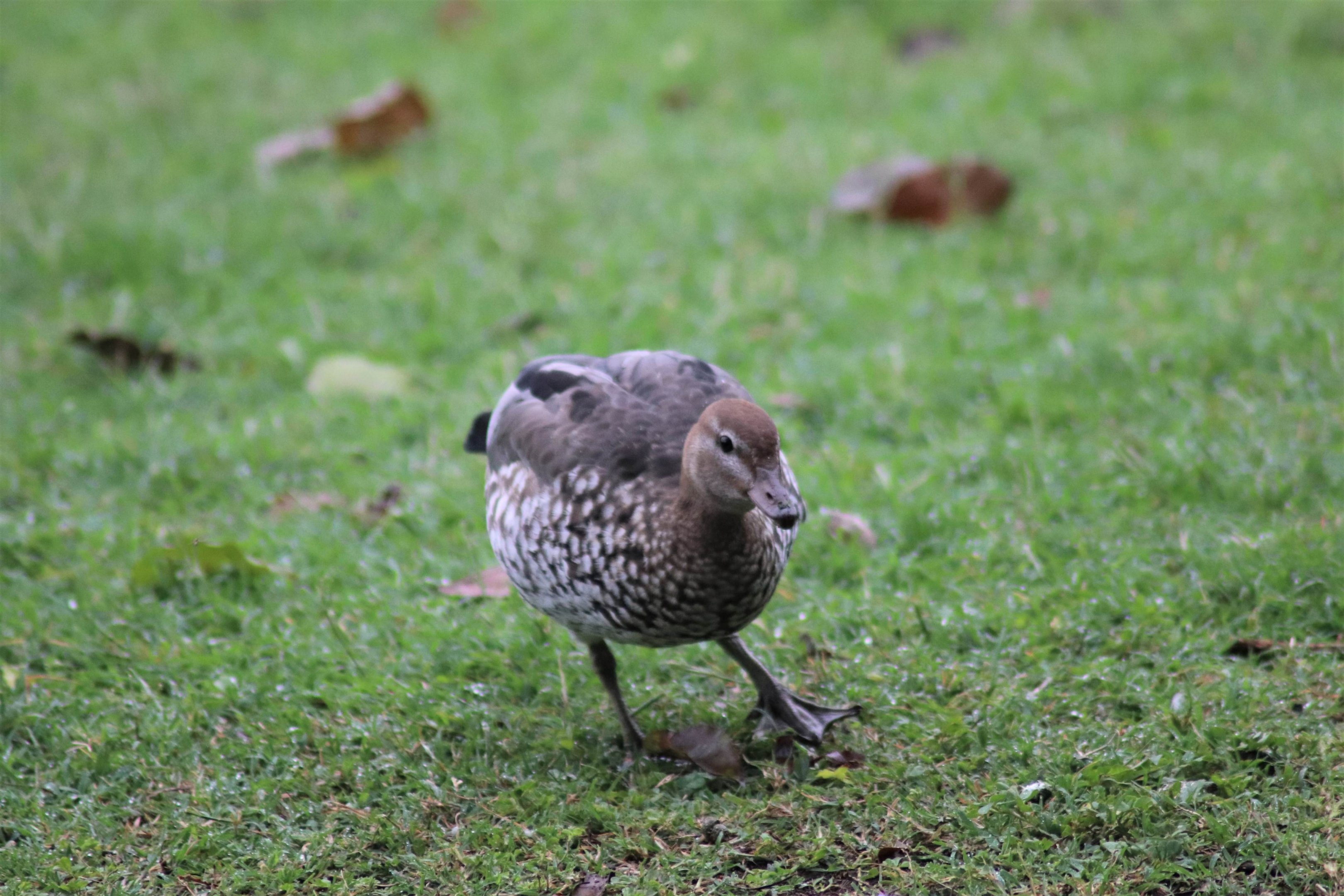 Australian Wood Duck (Chenonetta jubata) - Female
